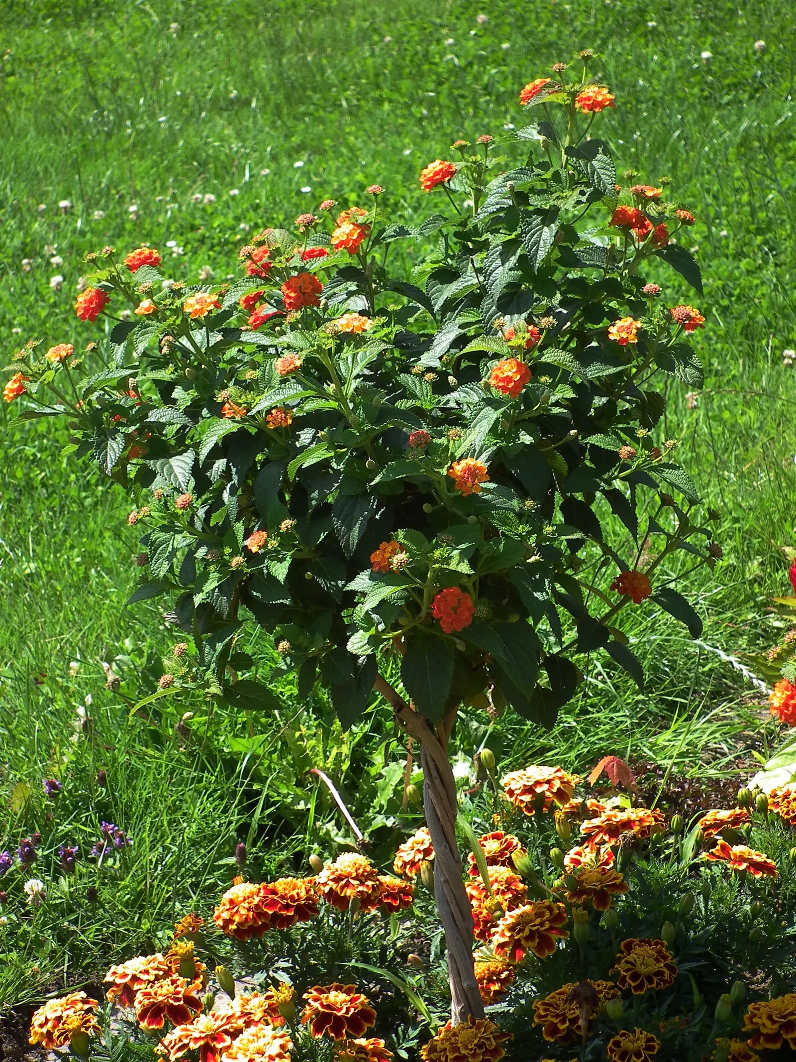 Marigold (Tagetes Hybrids) — their pungent scent is a natural deterrent for many pests and can attract beneficial insects; these robust plants are, image 148