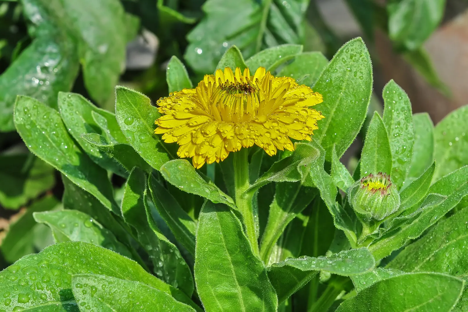Marigold (Tagetes Hybrids) — Marigolds generally range in height from a modest 6 inches to an imposing 18 inches; their pungent scent is a natural, image 103