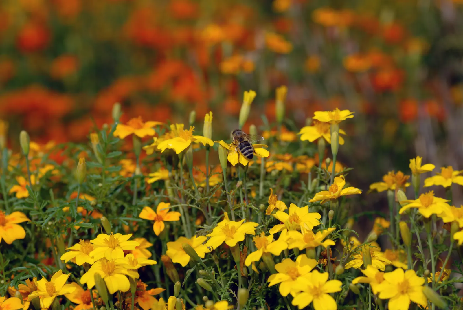 Marigold (Tagetes Hybrids) — providing long-lasting beauty and color; ensuring ample airflow to deter mildew and promote healthy growth, image 92