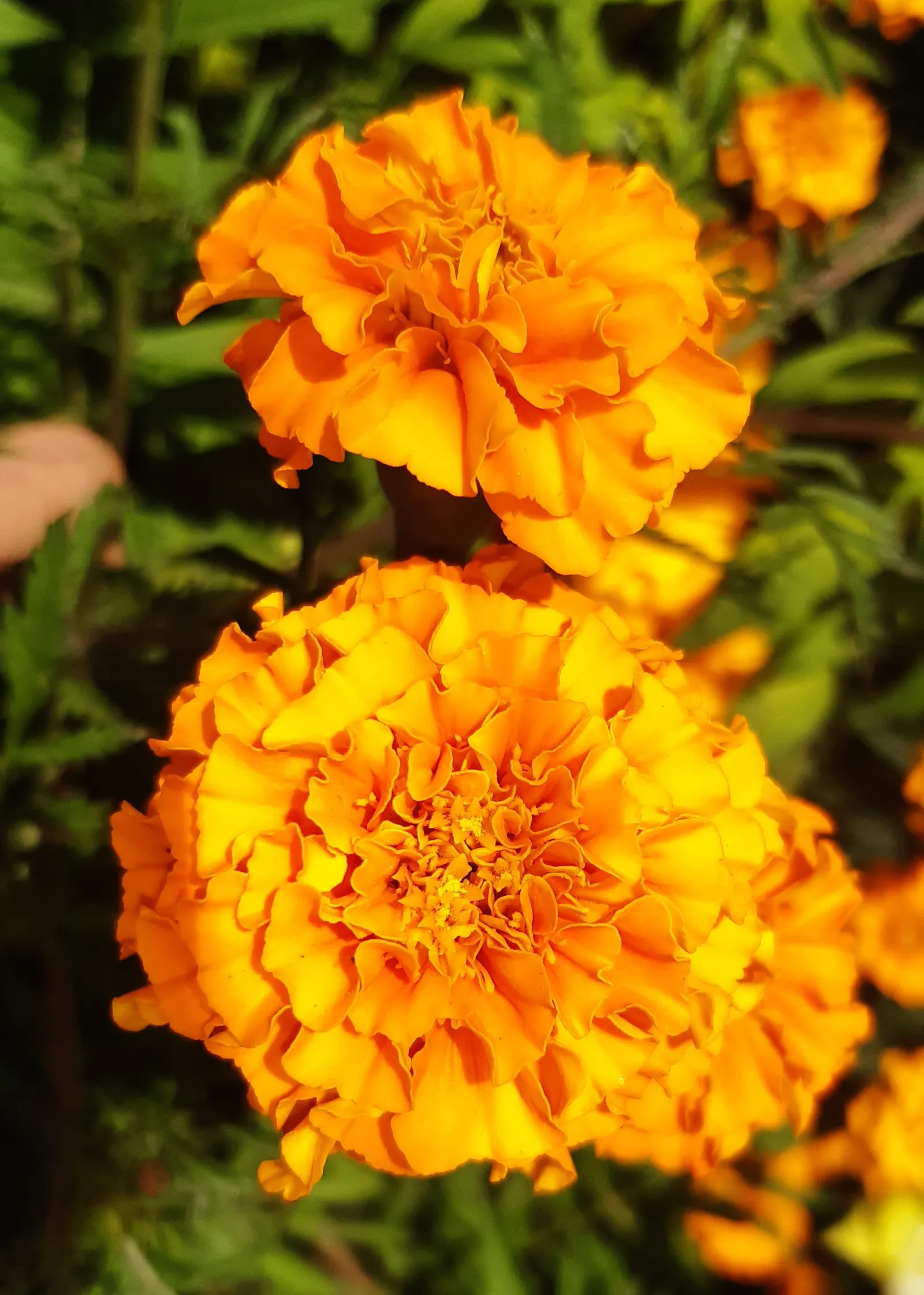 Marigold (Tagetes Hybrids) — ensuring ample airflow to deter mildew and promote healthy growth; annual for full, image 147