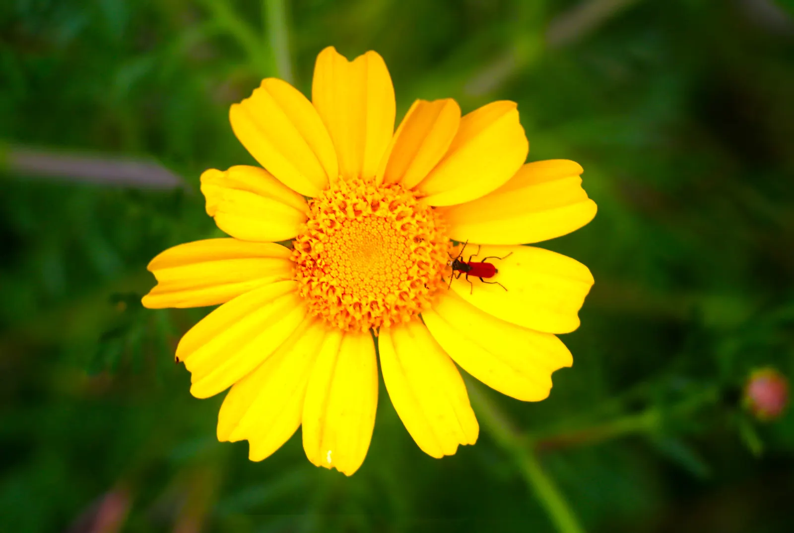 Marigold (Tagetes Hybrids) — although regular watering during prolonged dry spells will keep them thriving.<br><br>When planting; their distinctive, image 164