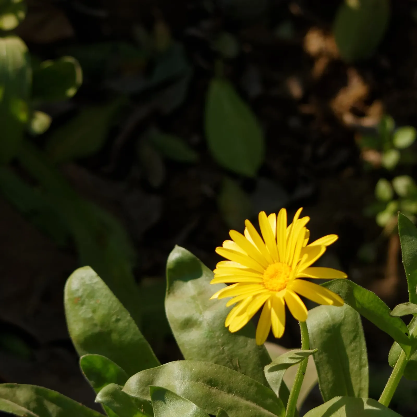 Marigold (Tagetes Hybrids) — Common heights range from 6 to 24 inches, appealing for borders, beds, and container accents; these flowers are heat, image 116