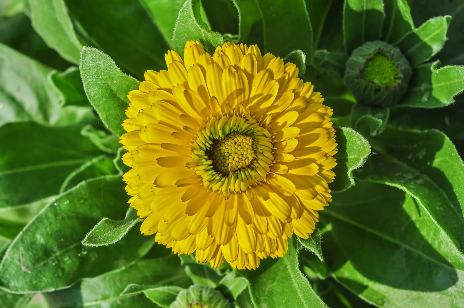 Marigold (Tagetes Hybrids) — These flowers are heat tolerant and resist drought to a degree; gold and yellow flowers in the garden, image 106