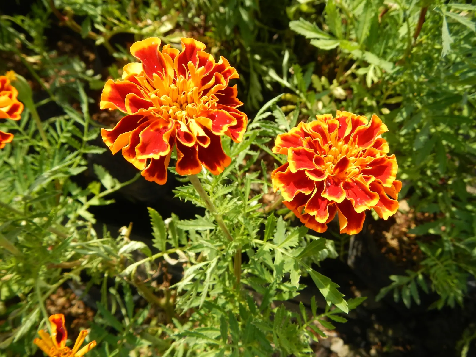 Marigold (Tagetes Hybrids) — and can spread approximately 6 to 24 inches wide; these robust plants prefer full sun and well-drained soil, blooming, image 123