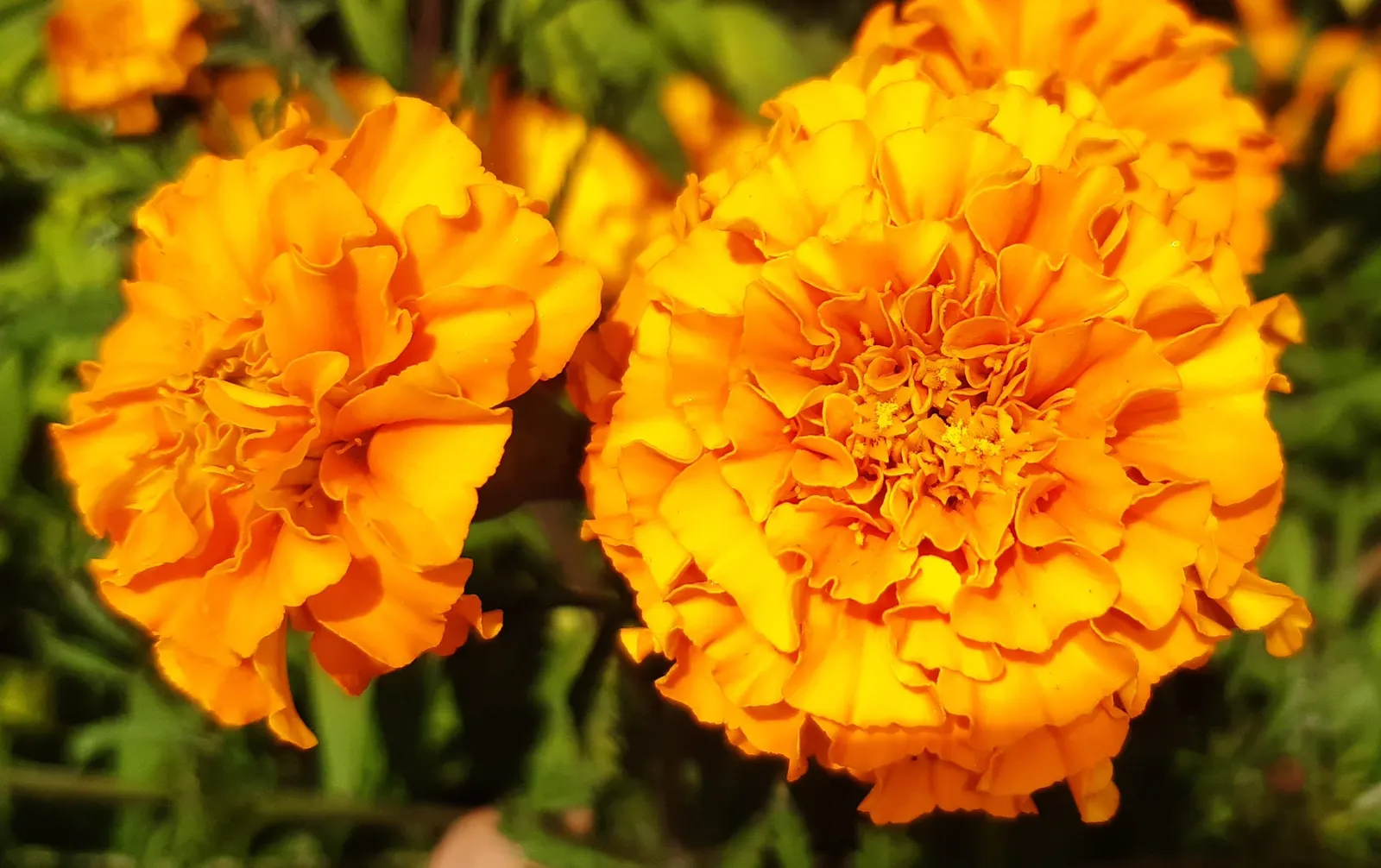 Marigold (Tagetes Hybrids) — annual for full; providing long-lasting beauty and color, image 114
