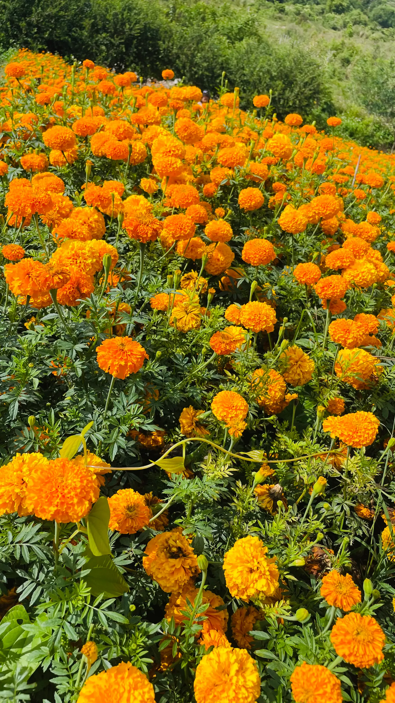 Marigold (Tagetes Hybrids) — Common heights range from 6 to 24 inches, appealing for borders, beds, and container accents; these flowers are heat, image 97