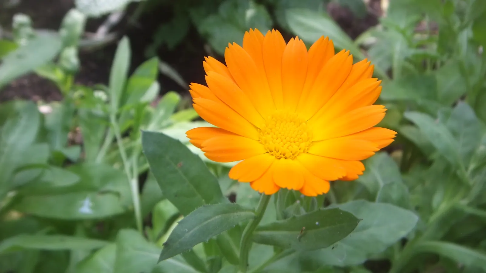 Marigold (Tagetes Hybrids) — They prefer well-drained soil and thrive in full sunlight, defined as at least 6 hours of direct sun daily, image 105