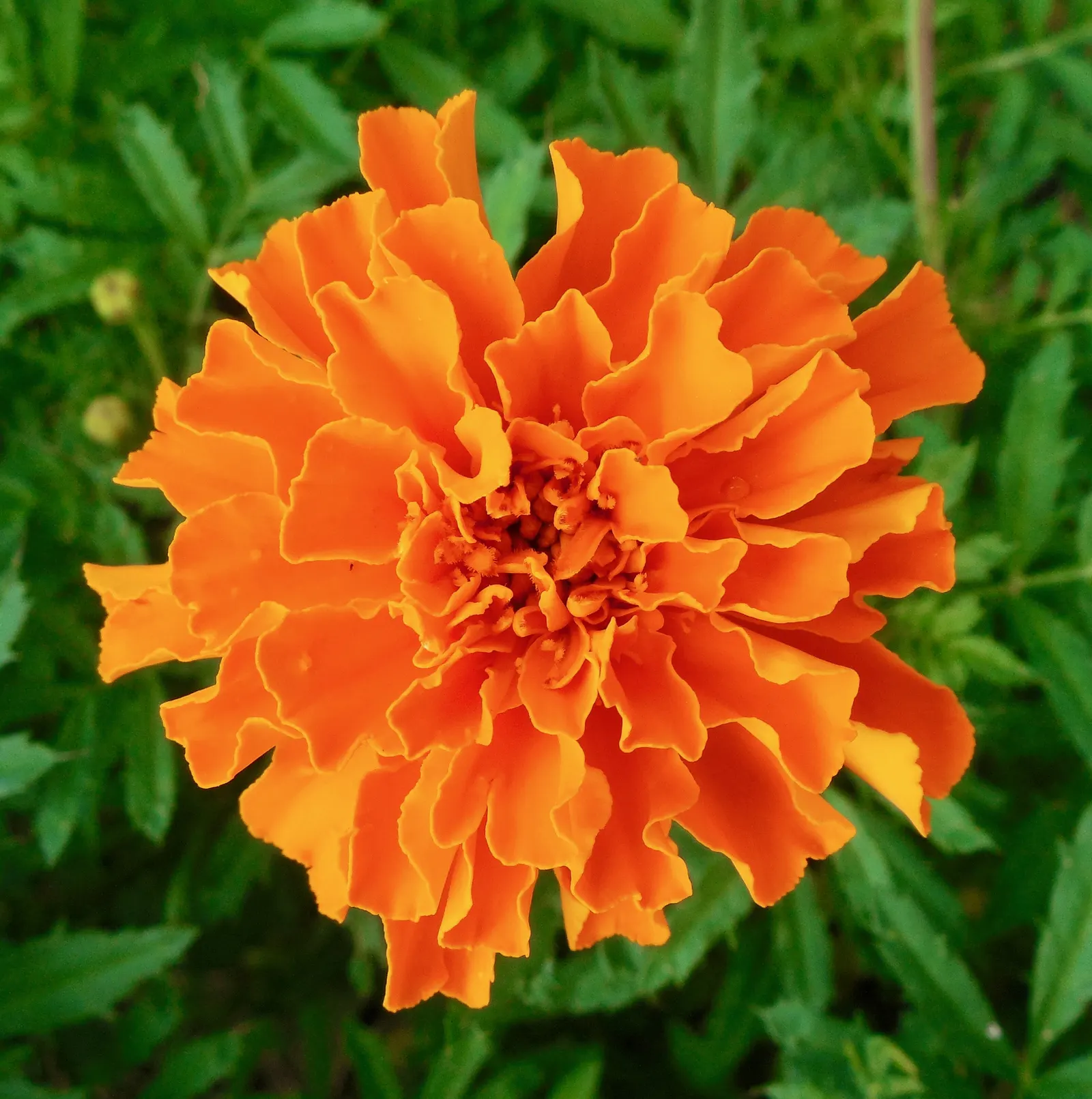 Marigold (Tagetes Hybrids) — Their distinctive scent and prolific nature make them a staple in many landscapes; marigolds should be spaced about 8, image 100