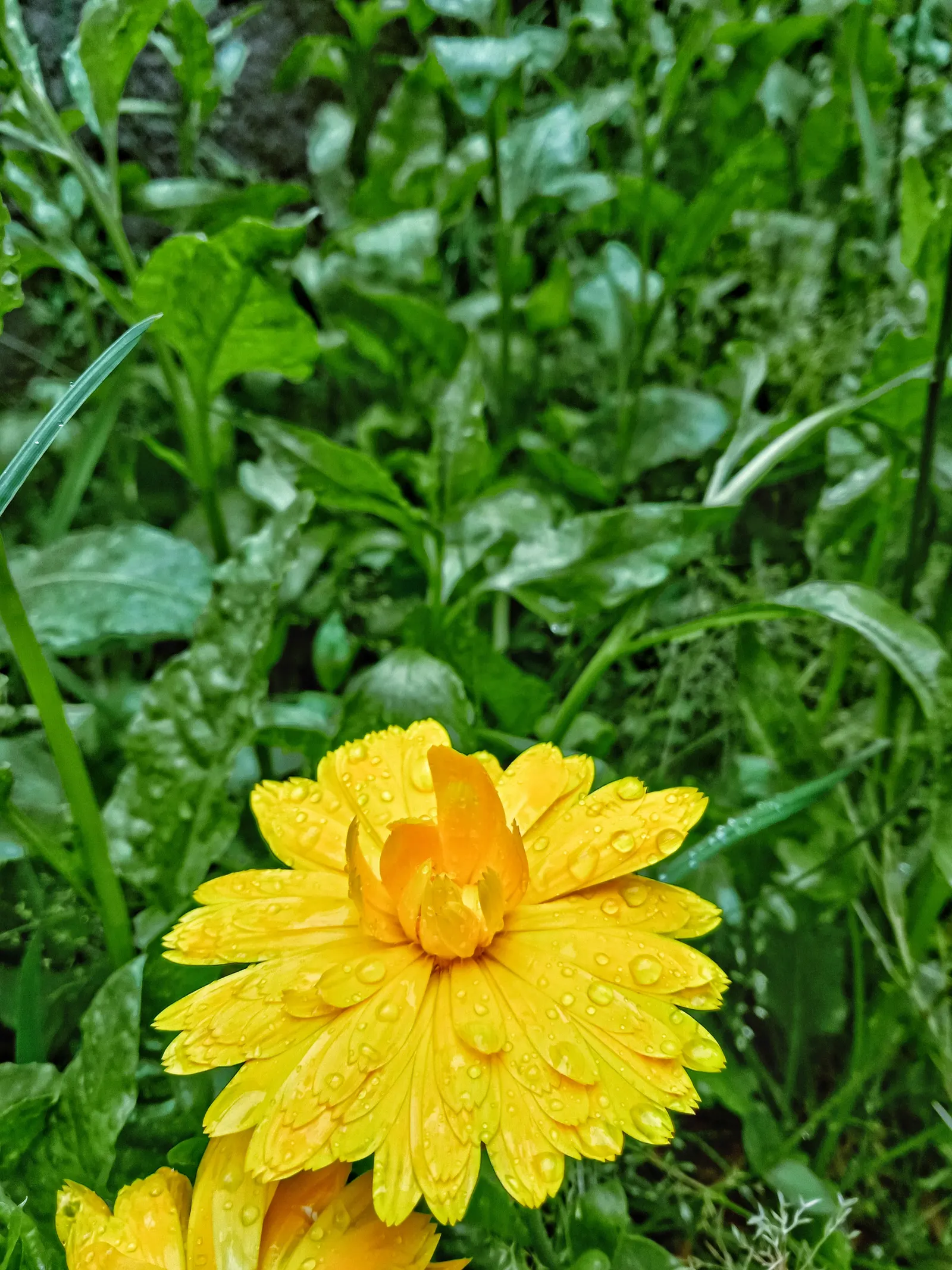 Marigold (Tagetes Hybrids) — their pungent scent is a natural deterrent for many pests and can attract beneficial insects; these robust plants are, image 91