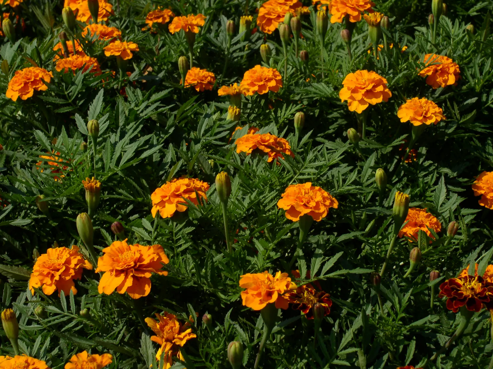 Marigold (Tagetes Hybrids) — Their distinctive scent and prolific nature make them a staple in many landscapes; marigolds should be spaced about 8, image 138
