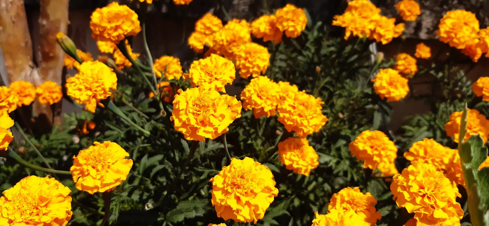 Marigold (Tagetes Hybrids) — providing long-lasting beauty and color; ensuring ample airflow to deter mildew and promote healthy growth, image 111