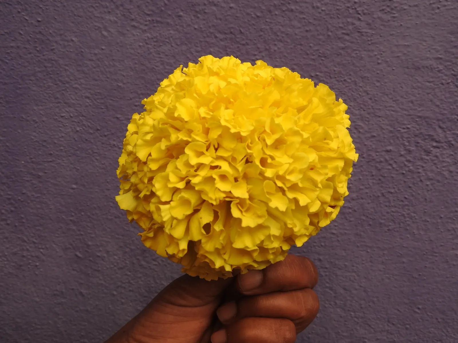 Marigold (Tagetes Hybrids) — Common heights range from 6 to 24 inches, appealing for borders, beds, and container accents; these flowers are heat, image 154