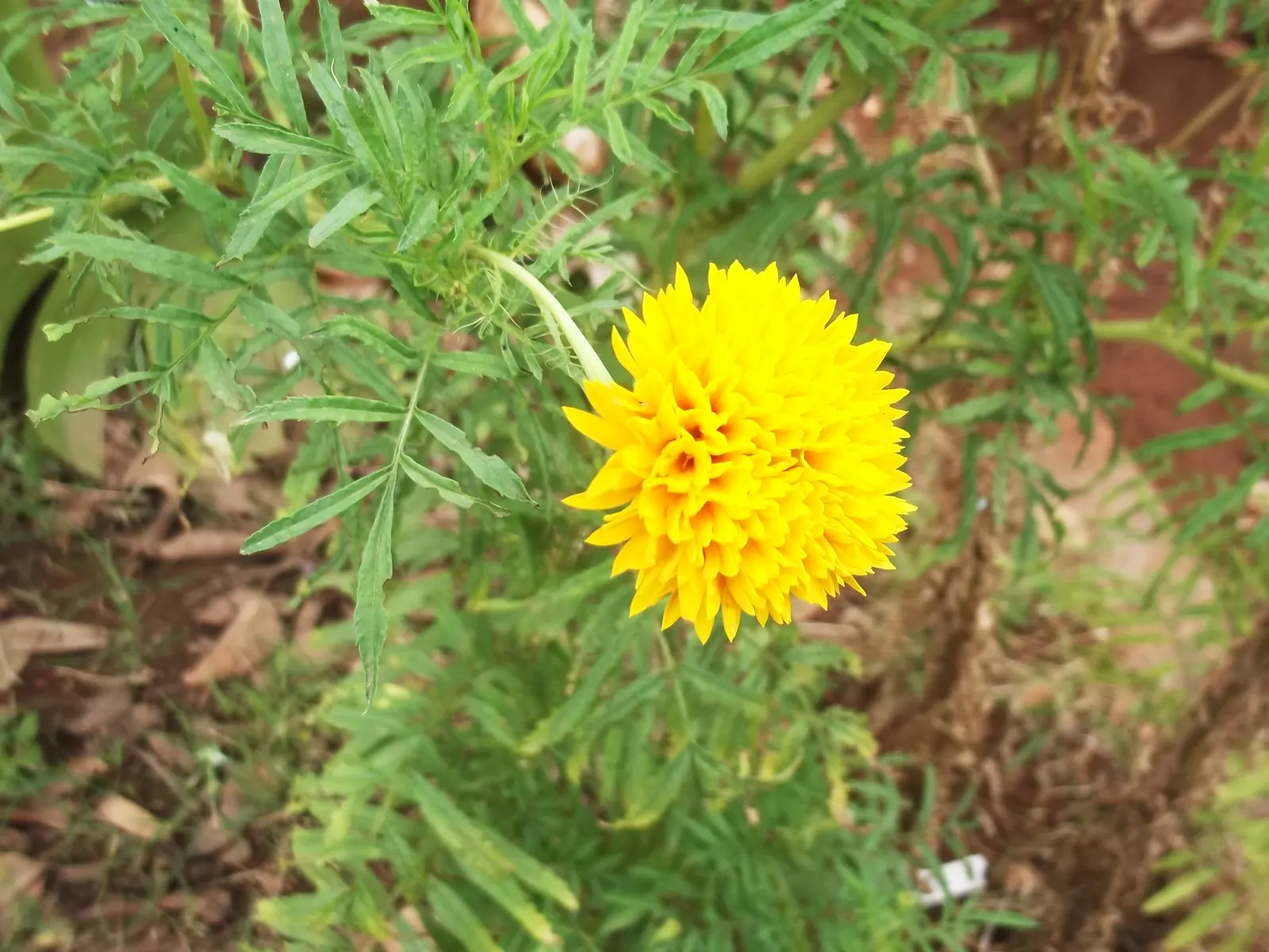 Marigold (Tagetes Hybrids) — Their distinctive scent and prolific nature make them a staple in many landscapes; marigolds should be spaced about 8, image 157