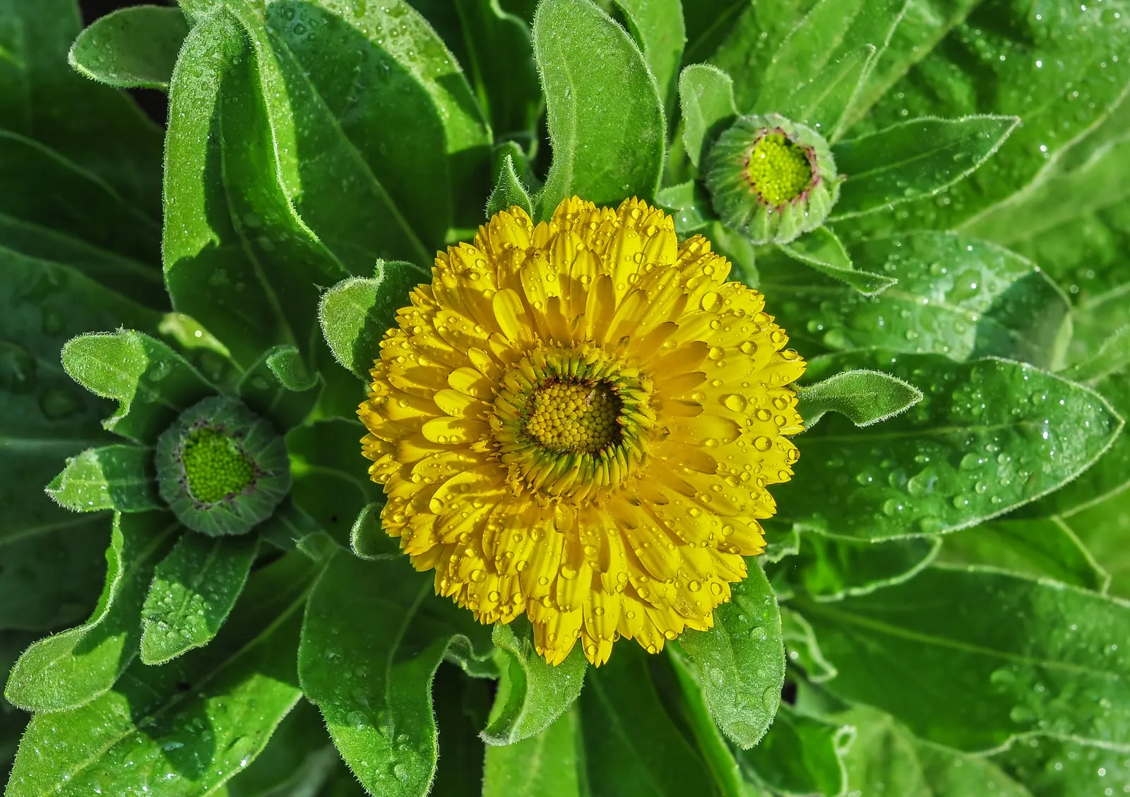 Marigold (Tagetes Hybrids) — ensuring ample airflow to deter mildew and promote healthy growth; annual for full, image 109