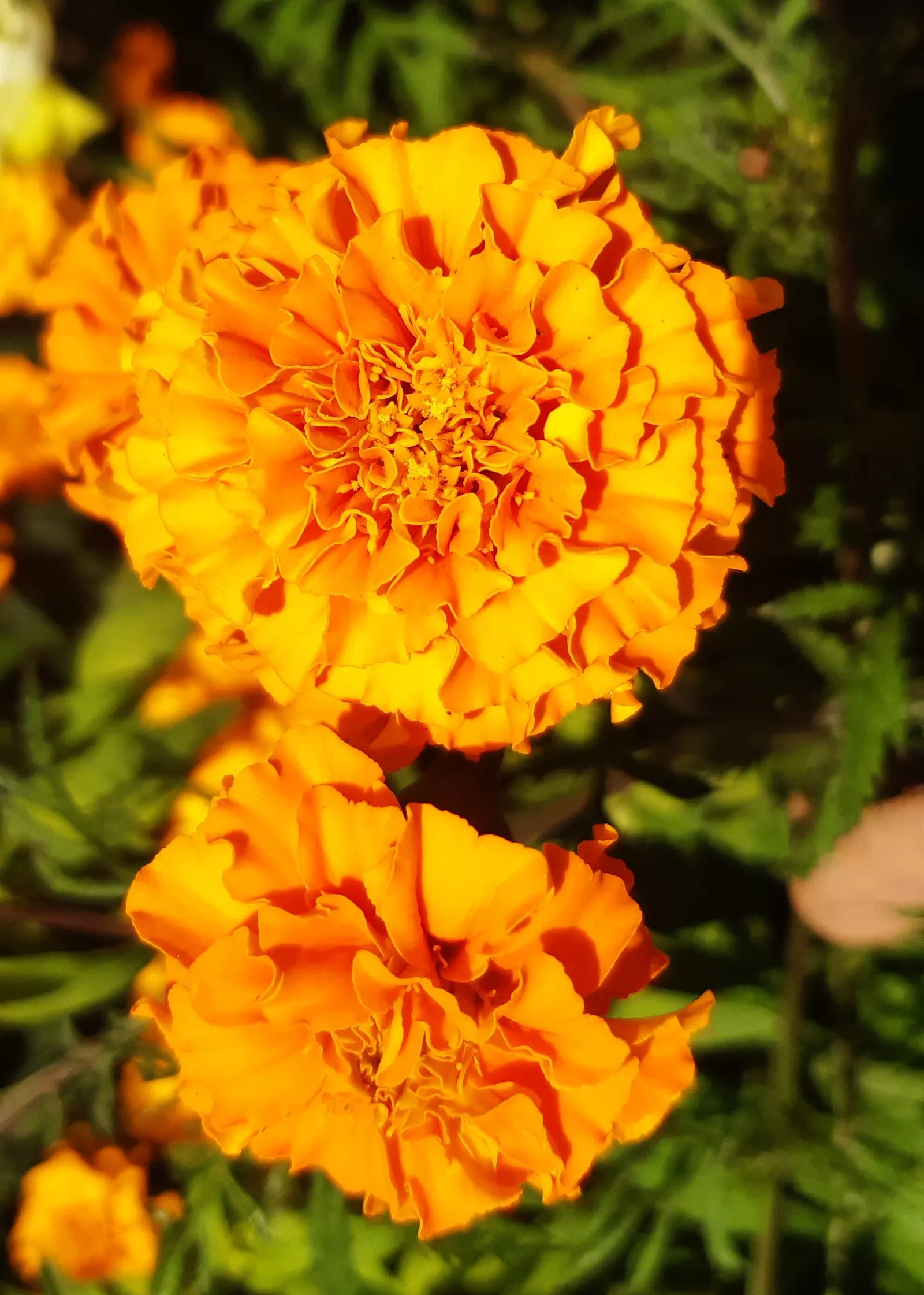 Marigold (Tagetes Hybrids) — although regular watering during prolonged dry spells will keep them thriving.<br><br>When planting; their distinctive, image 126