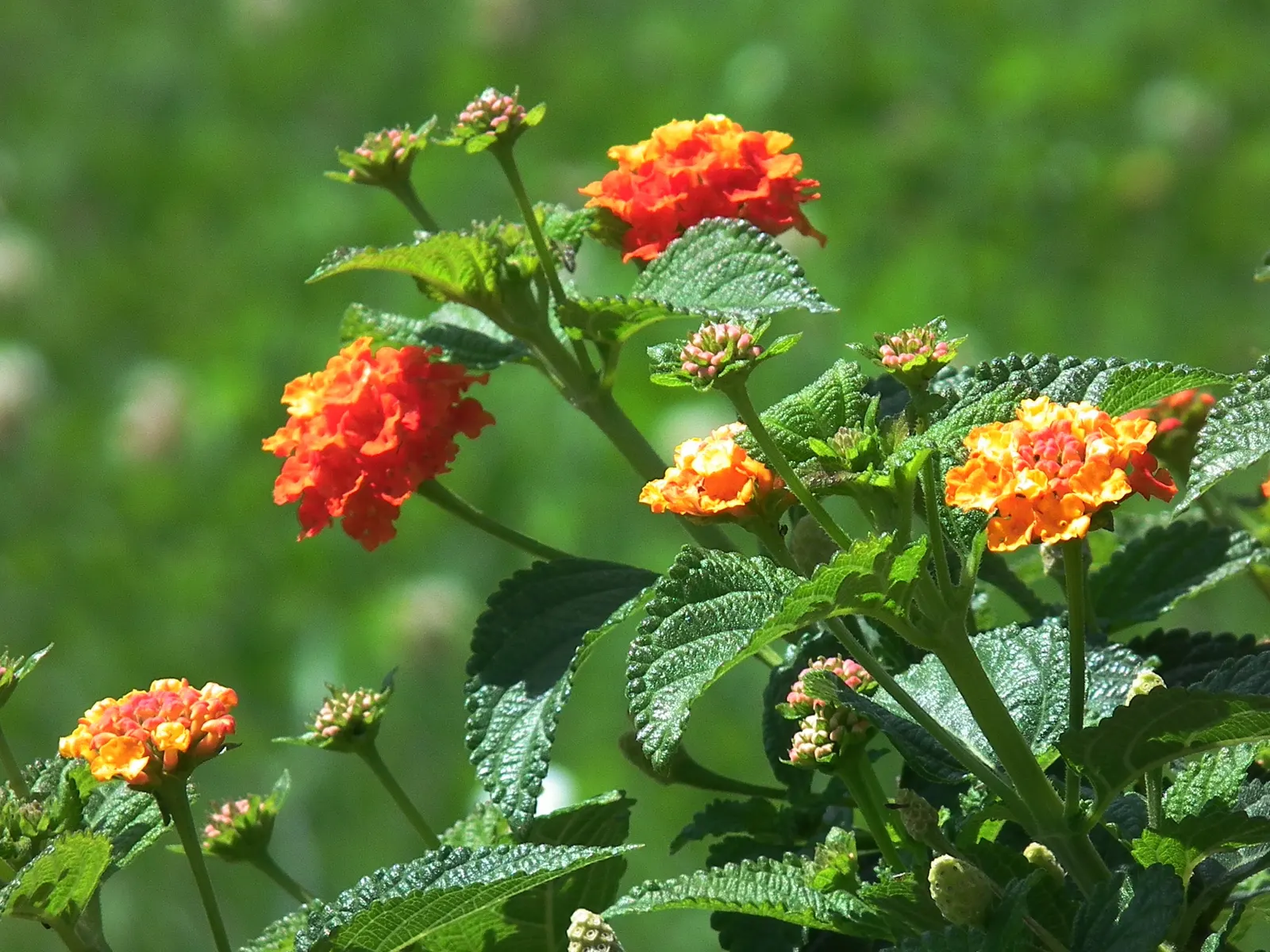 Marigold (Tagetes Hybrids) — These robust plants are renowned for their vivid yellow, orange, and deep red flowers; marigolds generally range in, image 140