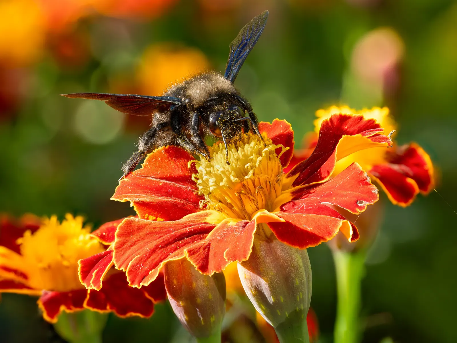 Marigold (Tagetes Hybrids) — annual for full; providing long-lasting beauty and color, image 95