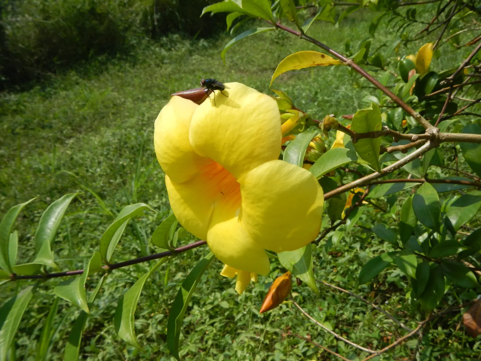Marigold (Tagetes Hybrids) — They prefer well-drained soil and thrive in full sunlight, defined as at least 6 hours of direct sun daily, image 143