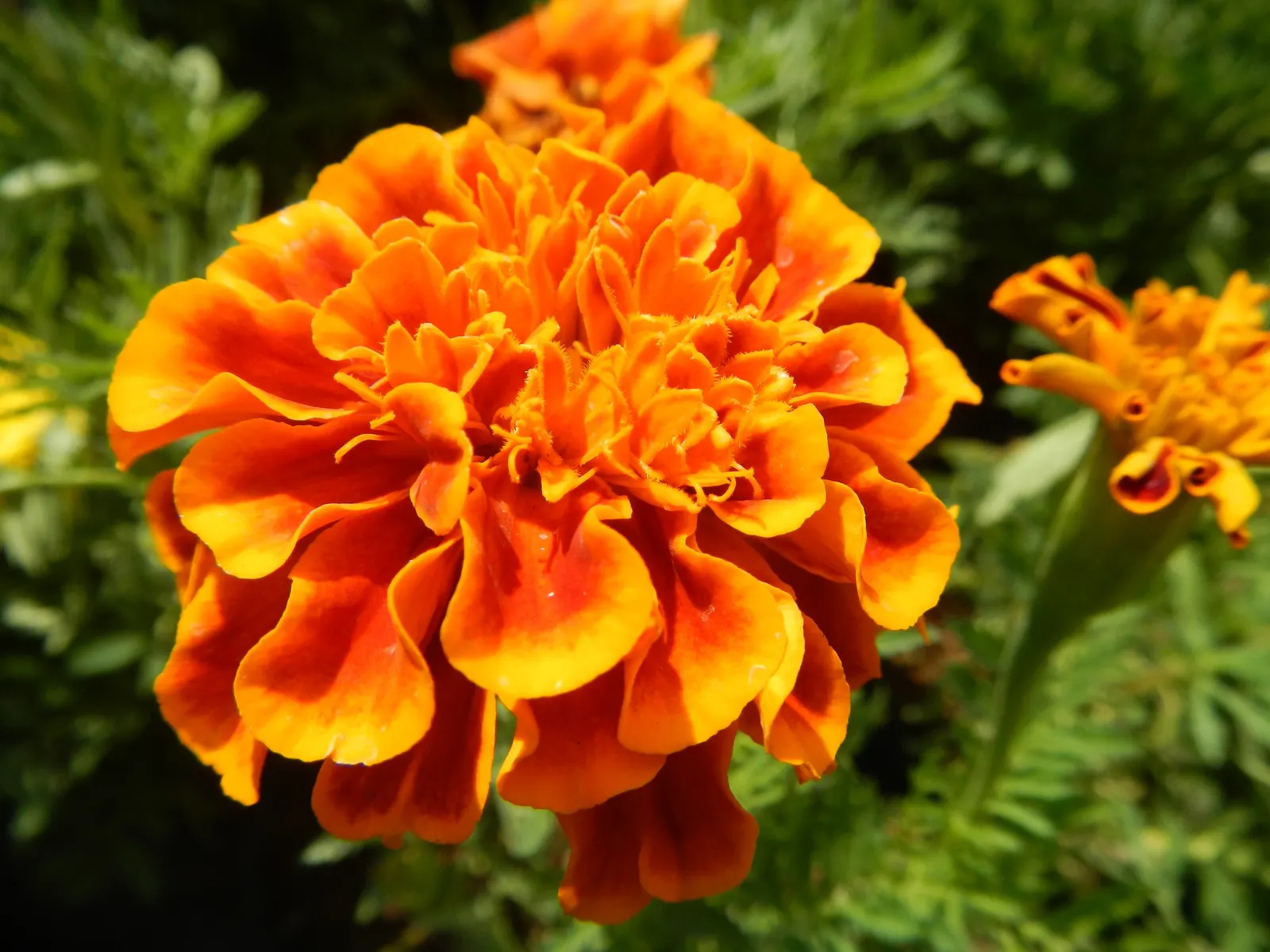 Marigold (Tagetes Hybrids) — their pungent scent is a natural deterrent for many pests and can attract beneficial insects; these robust plants are, image 129