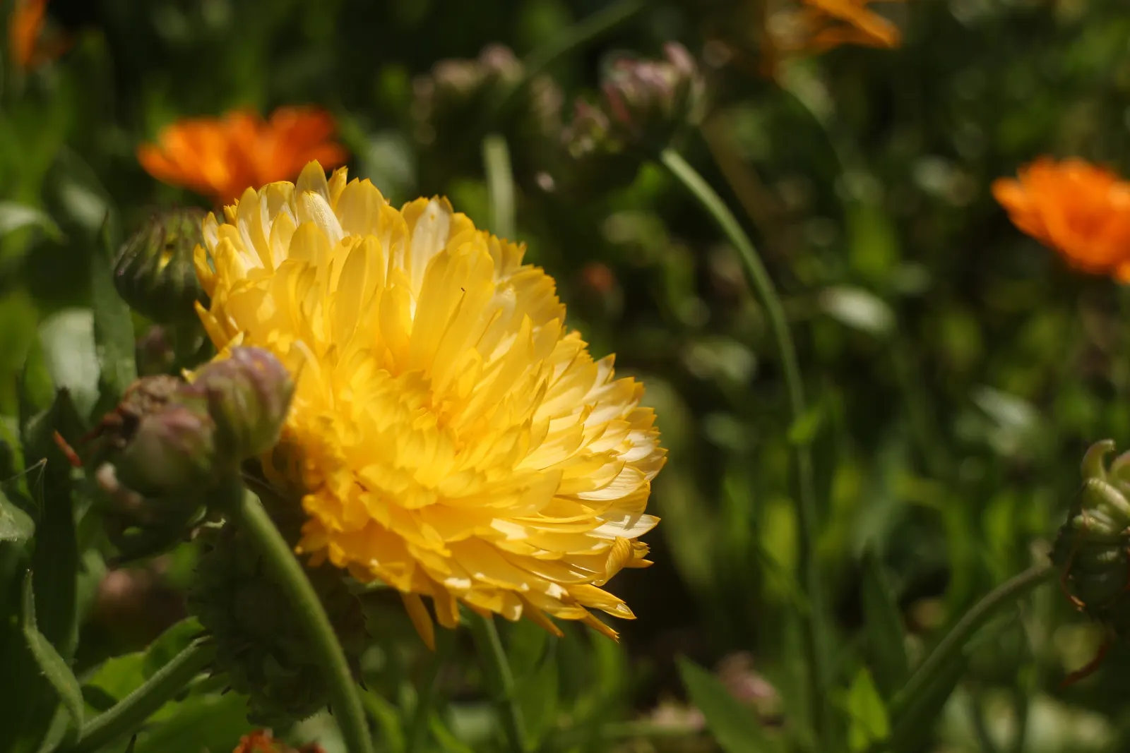 Marigold (Tagetes Hybrids) — annual bloomers offering a warm color palette from golden yellow to deep orange; known for pest-repelling properties, image 96