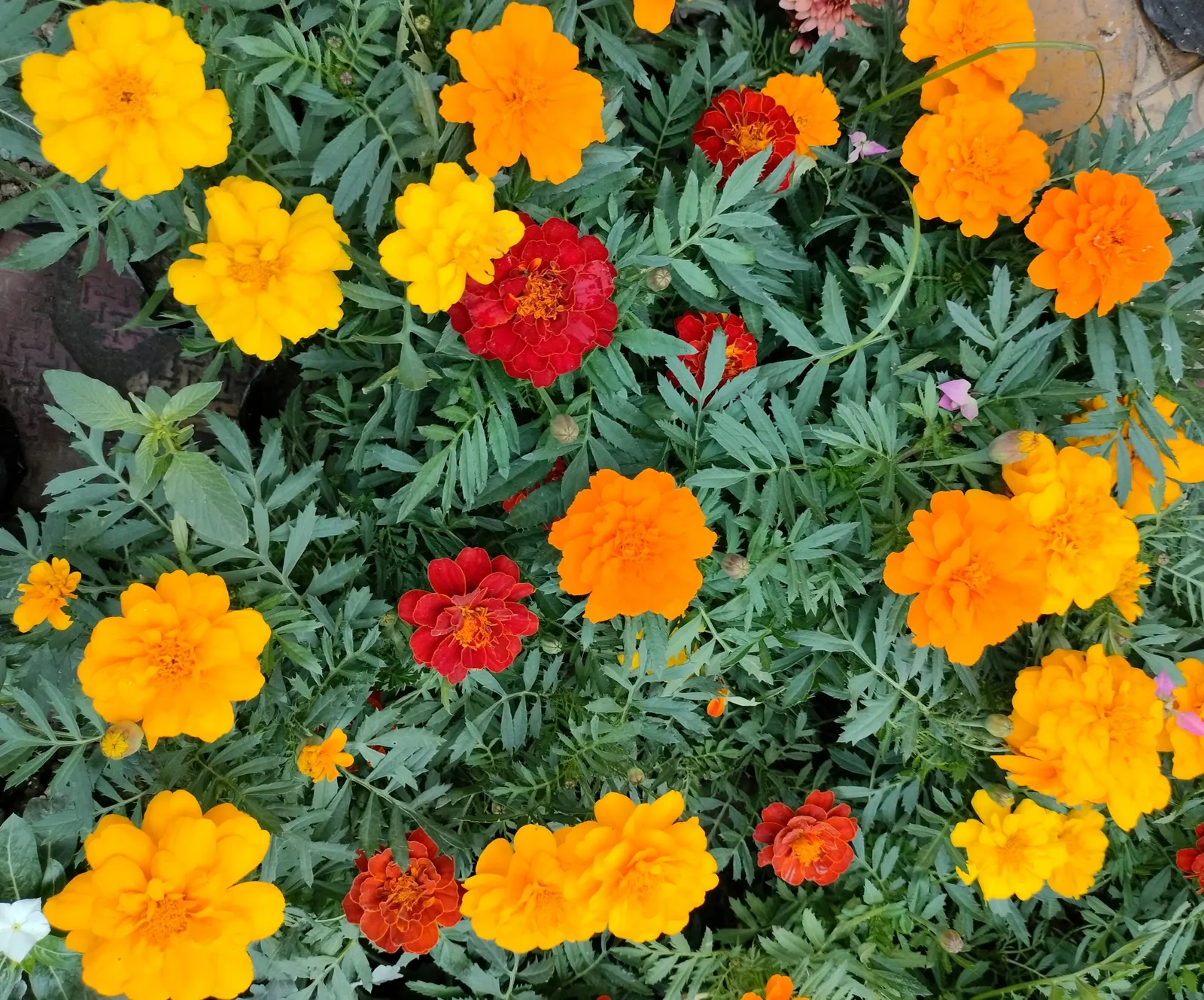 Marigold (Tagetes Hybrids) — These robust plants are renowned for their vivid yellow, orange, and deep red flowers; marigolds generally range in, image 102