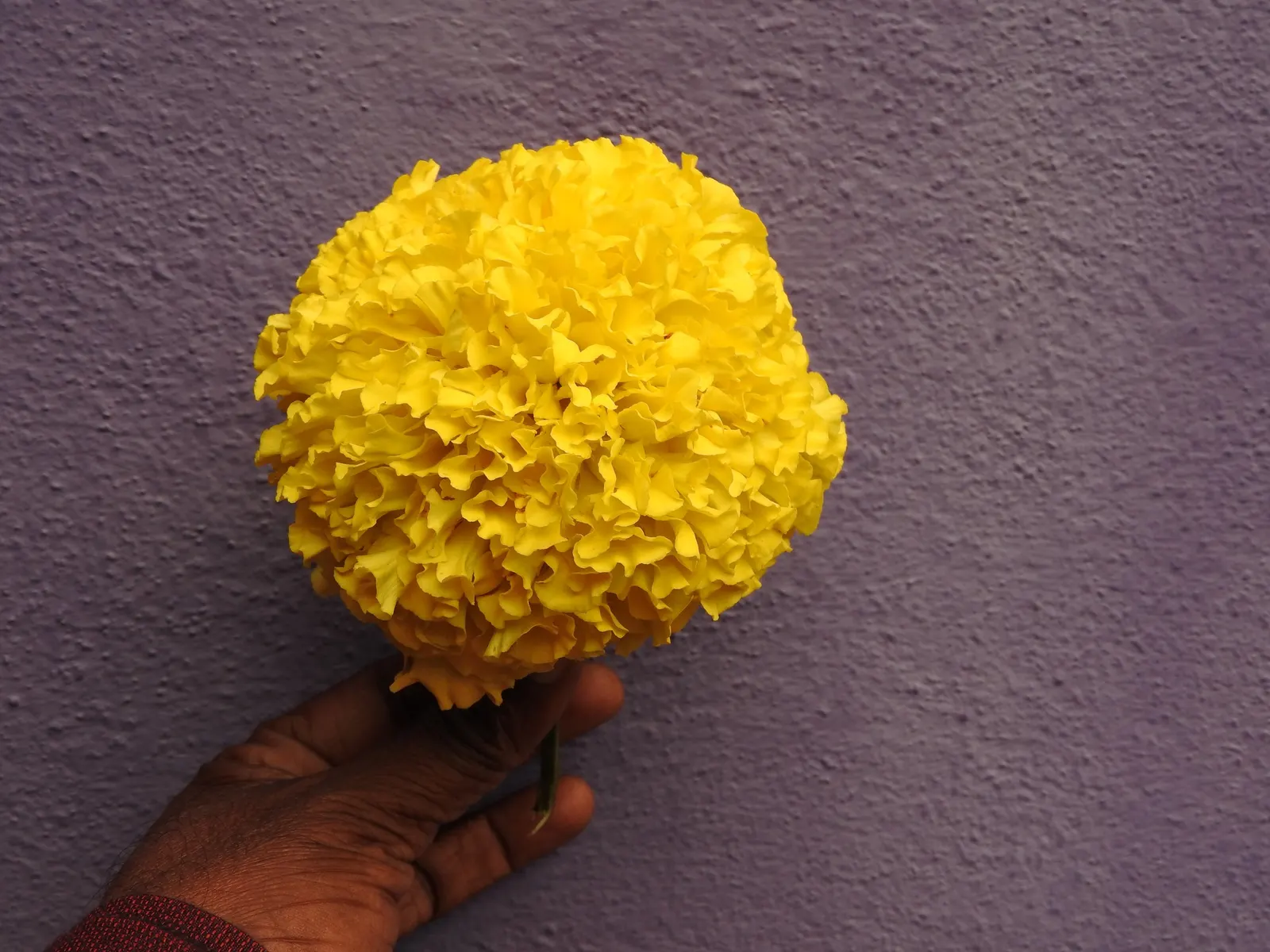 Marigold (Tagetes Hybrids) — Their distinctive scent and prolific nature make them a staple in many landscapes; marigolds should be spaced about 8, image 119