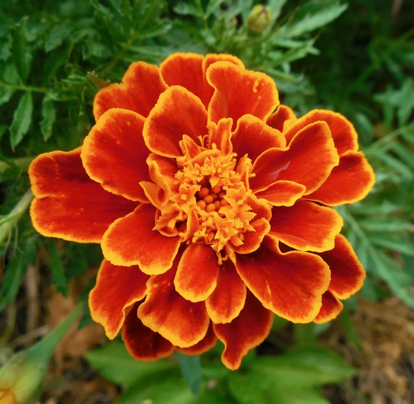 Marigold (Tagetes Hybrids) — Known for pest-repelling properties, they're a practical choice for organic gardeners; marigold (Tagetes hybrids) is a, image 99