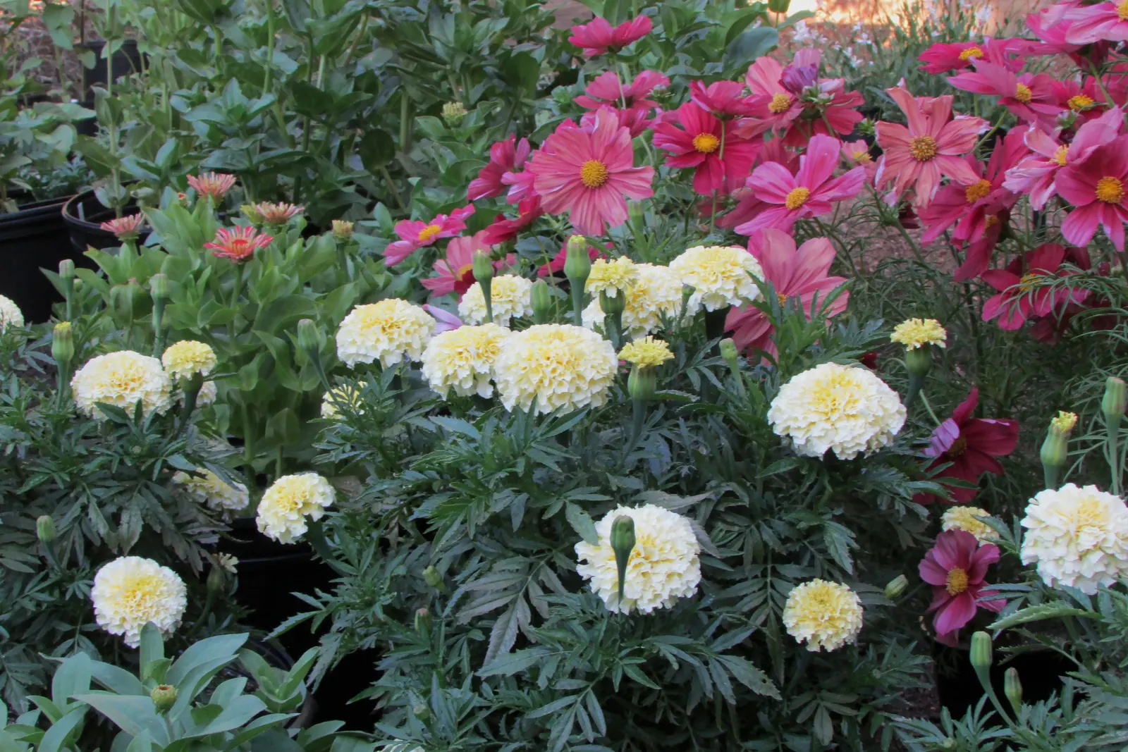 Marigold (Tagetes Hybrids) — These robust plants are renowned for their vivid yellow, orange, and deep red flowers; marigolds generally range in, image 159