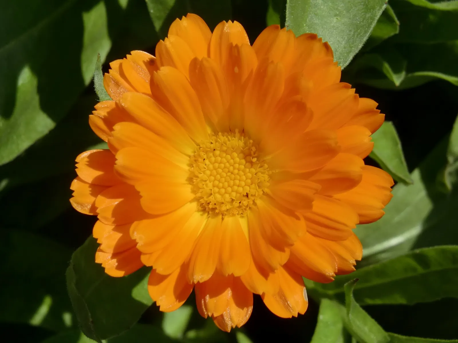 Marigold (Tagetes Hybrids) — marigolds should be spaced about 8 to 10 inches apart; although regular watering during prolonged dry spells will keep, image 108