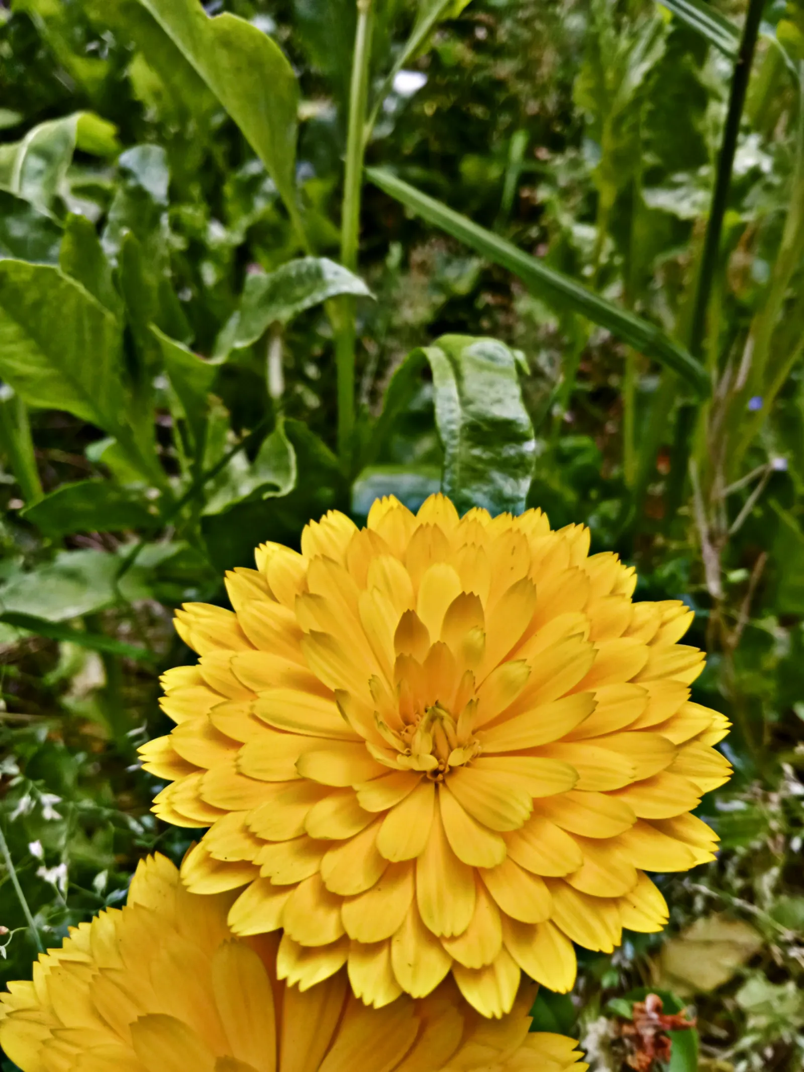 Marigold (Tagetes Hybrids) — marigolds should be spaced about 8 to 10 inches apart; although regular watering during prolonged dry spells will keep, image 89
