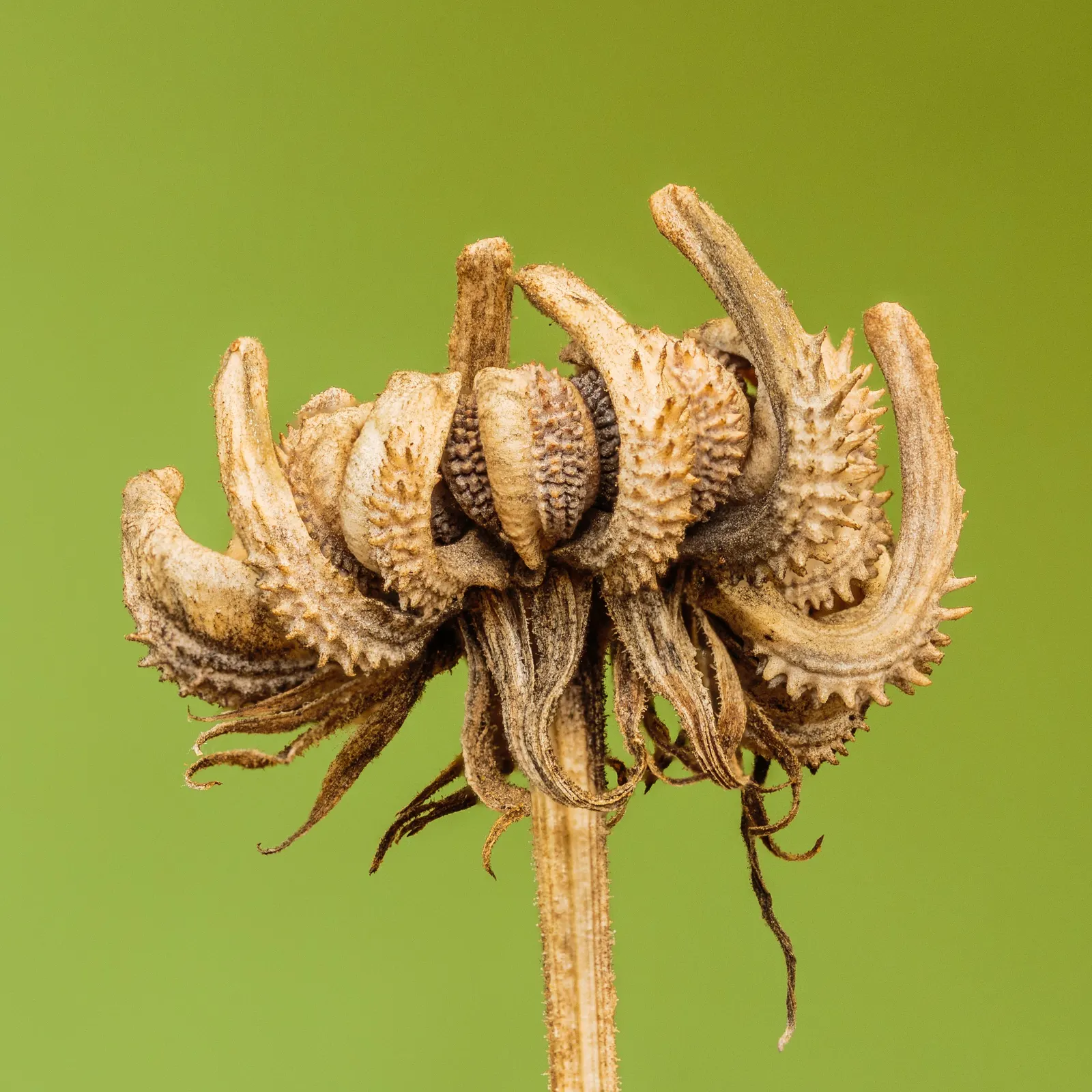 Marigold (Tagetes Hybrids) — Their distinctive scent and prolific nature make them a staple in many landscapes; marigolds should be spaced about 8, image 81