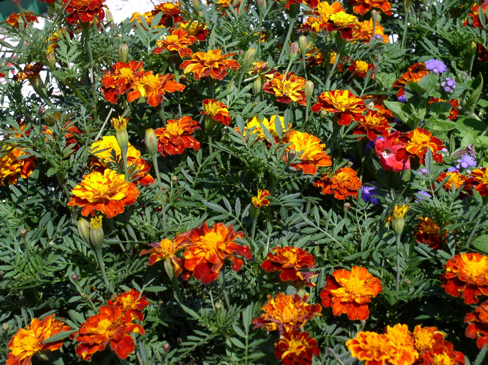 Marigold (Tagetes Hybrids) — Known for pest-repelling properties, they're a practical choice for organic gardeners; marigold (Tagetes hybrids) is a, image 156
