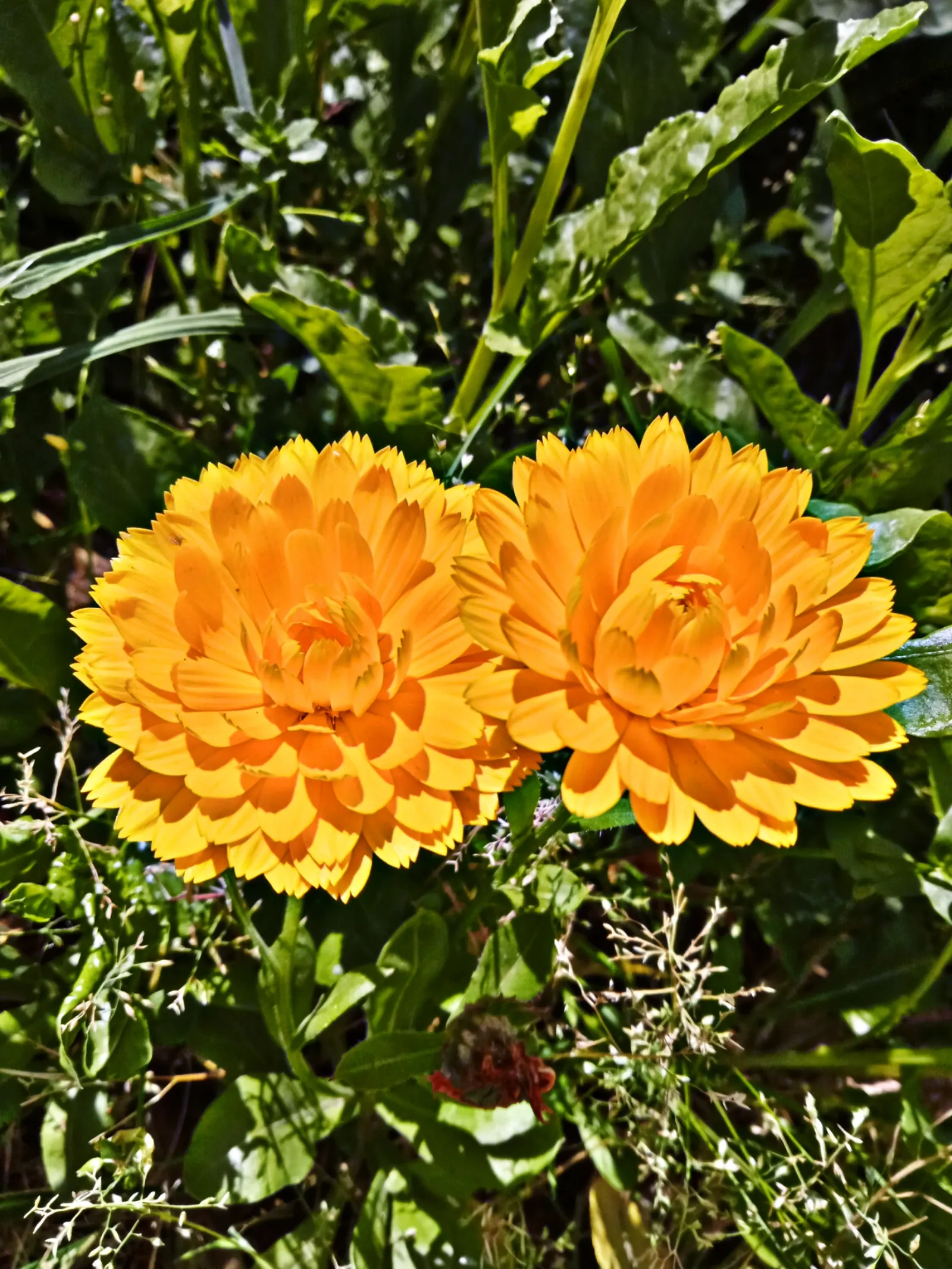 Marigold (Tagetes Hybrids) — These flowers are heat tolerant and resist drought to a degree; gold and yellow flowers in the garden, image 87