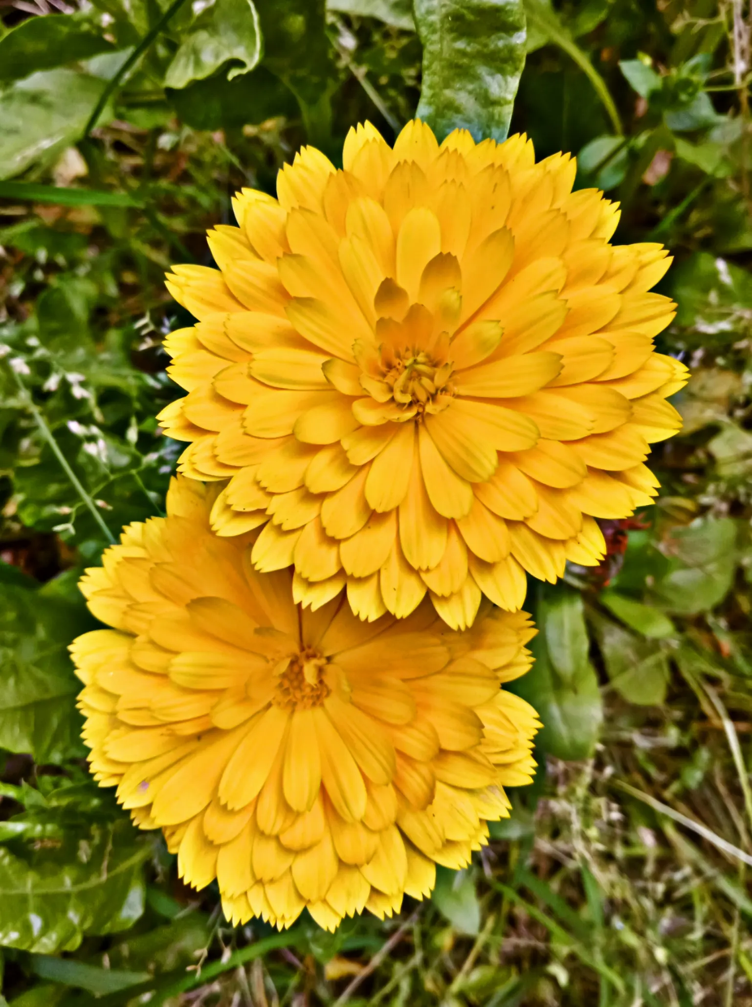 Marigold (Tagetes Hybrids) — although regular watering during prolonged dry spells will keep them thriving.<br><br>When planting; their distinctive, image 88