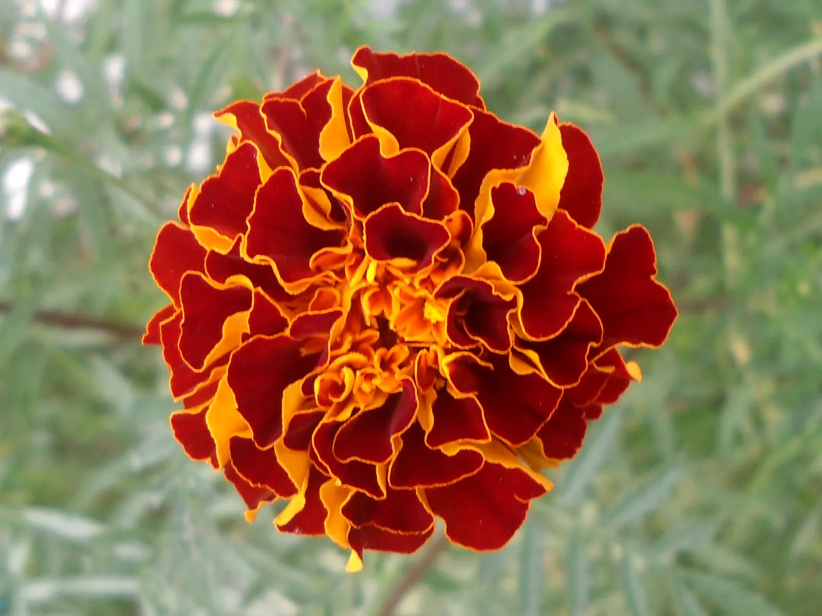 Marigold (Tagetes Hybrids) — Known for pest-repelling properties, they're a practical choice for organic gardeners; marigold (Tagetes hybrids) is a, image 118