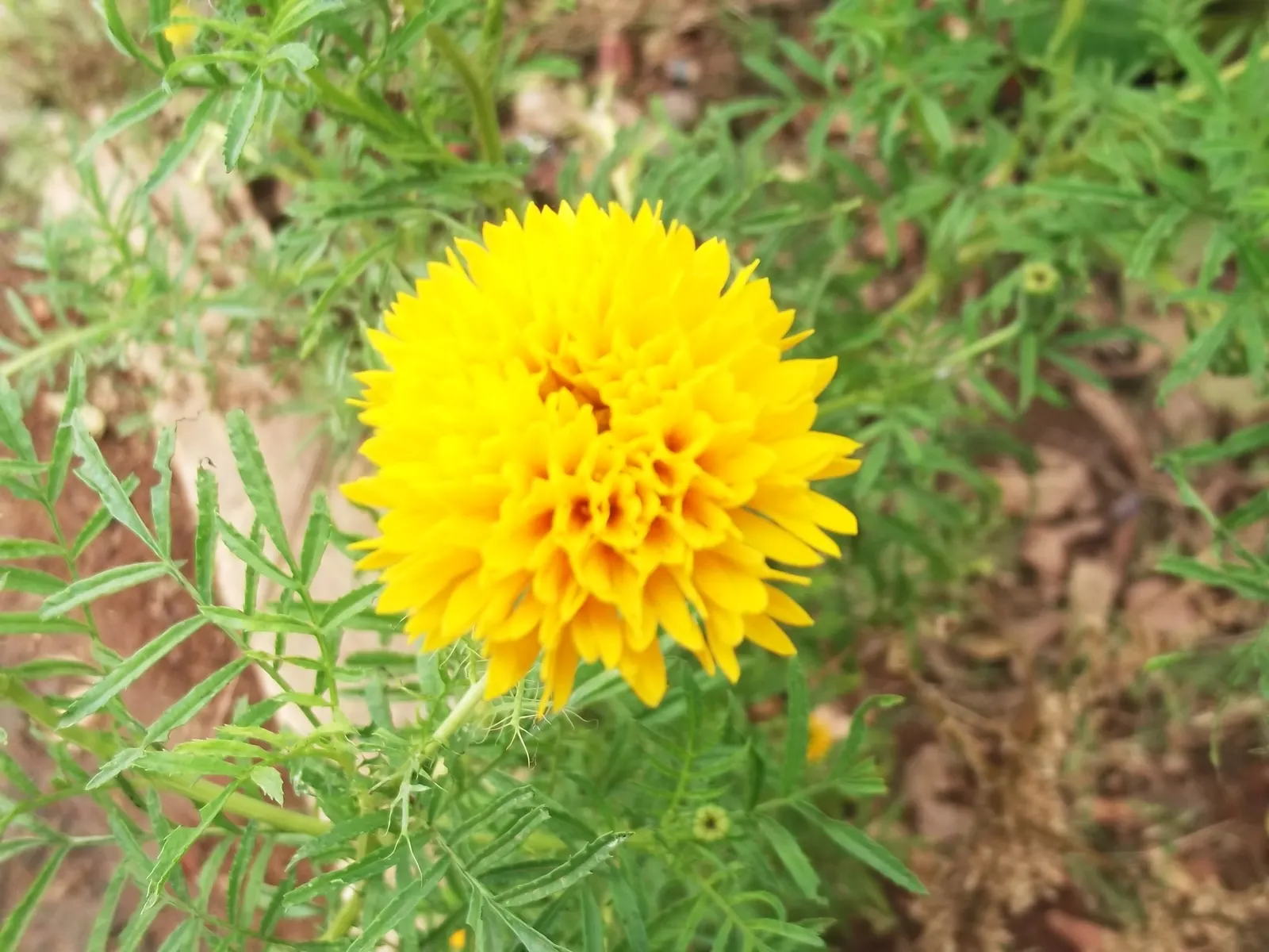Marigold (Tagetes Hybrids) — These robust plants prefer full sun and well-drained soil, blooming from late spring until frost; annual with gold and, image 117