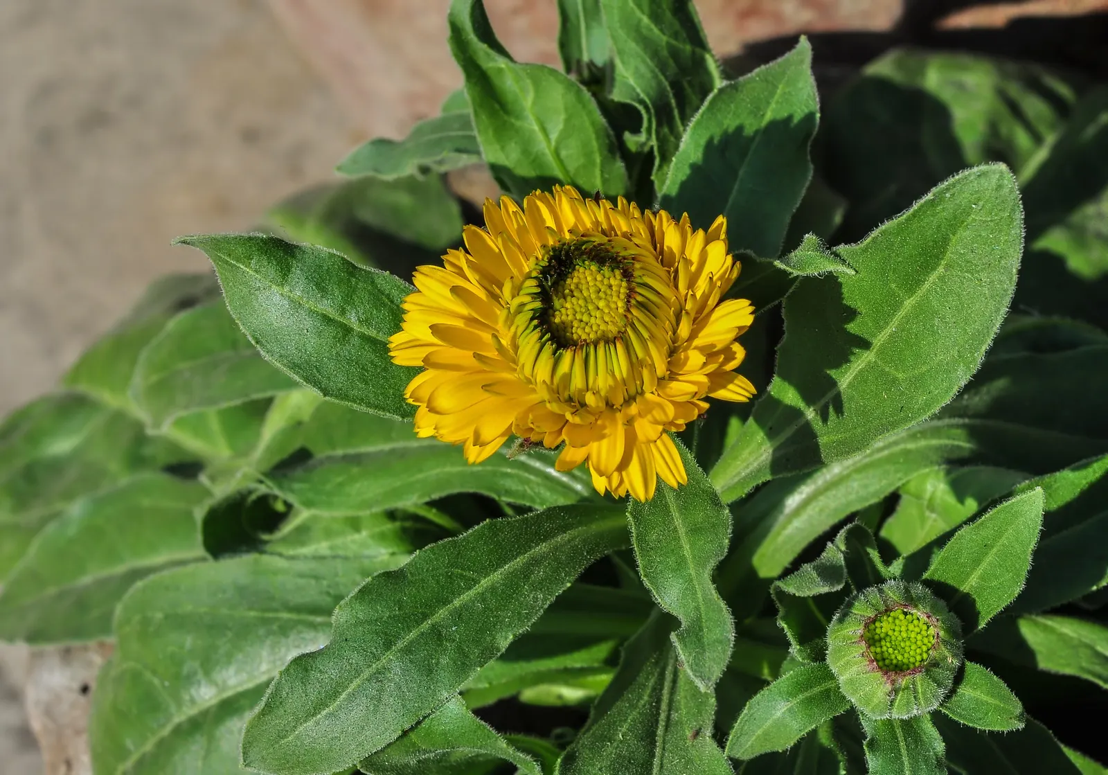 Marigold (Tagetes Hybrids) — annual with gold and yellow blooms; and can spread approximately 6 to 24 inches wide, image 113