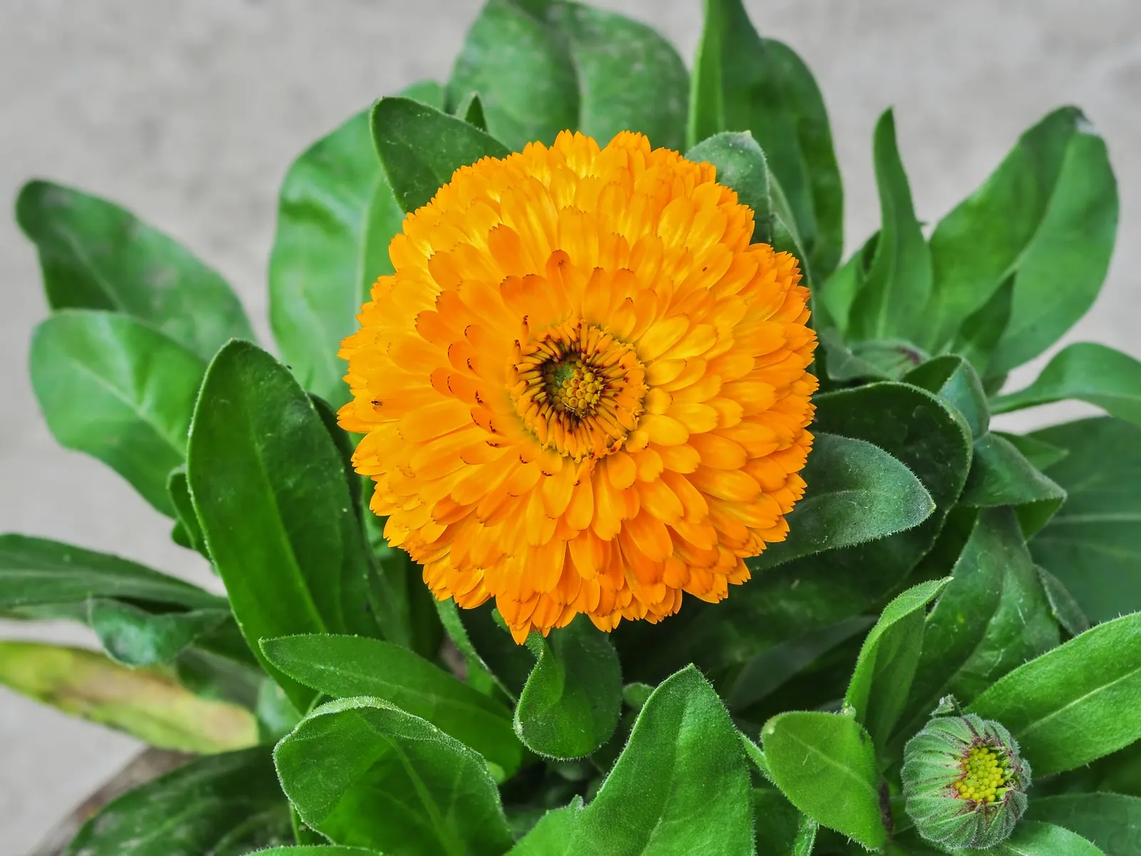 Marigold (Tagetes Hybrids) — although regular watering during prolonged dry spells will keep them thriving.<br><br>When planting; their distinctive, image 145