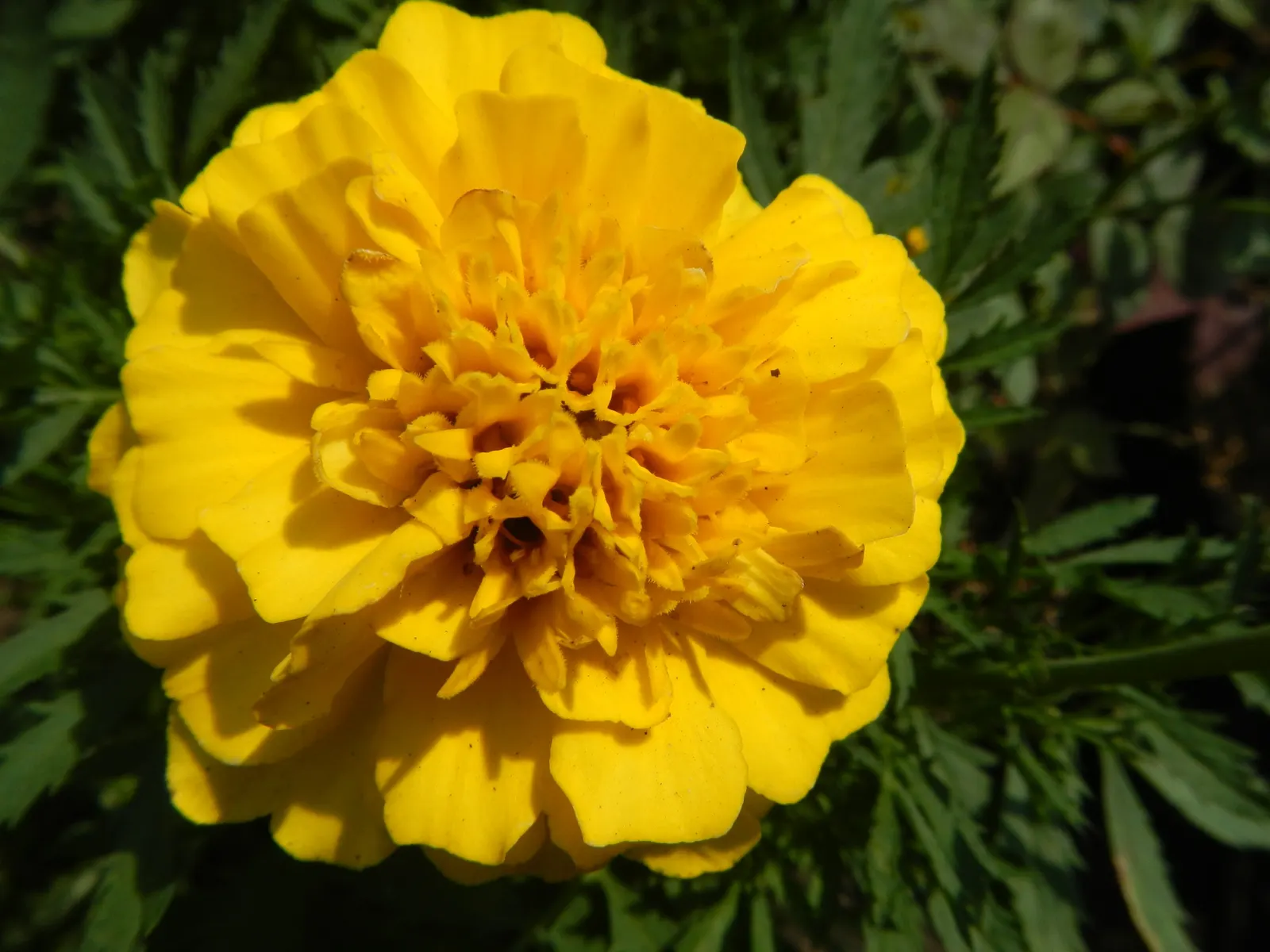 Marigold (Tagetes Hybrids) — providing long-lasting beauty and color; ensuring ample airflow to deter mildew and promote healthy growth, image 130