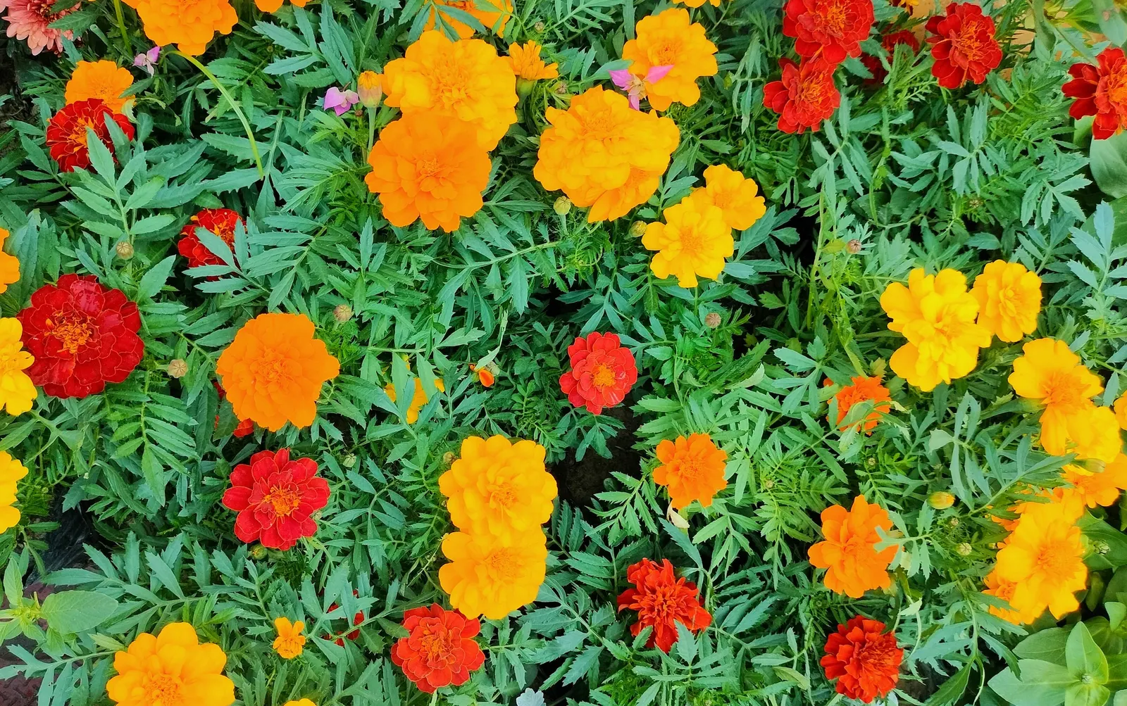 Marigold (Tagetes Hybrids) — They prefer well-drained soil and thrive in full sunlight, defined as at least 6 hours of direct sun daily, image 86