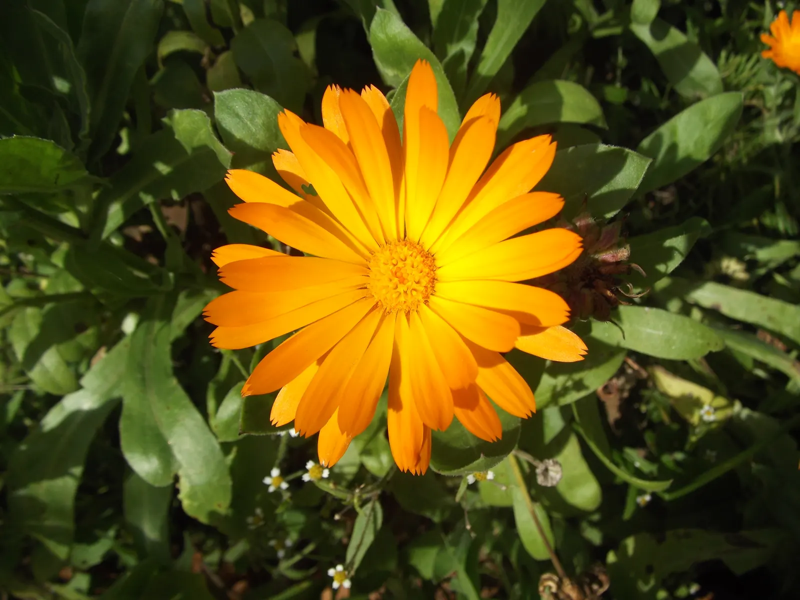 Marigold (Tagetes Hybrids) — Known for pest-repelling properties, they're a practical choice for organic gardeners; marigold (Tagetes hybrids) is a, image 80
