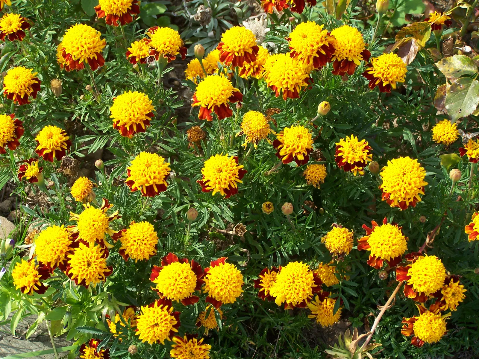 Marigold (Tagetes Hybrids) — Marigold (Tagetes hybrids) is a vibrant annual bloom that brings a splash of color to any landscape design; annual, image 120