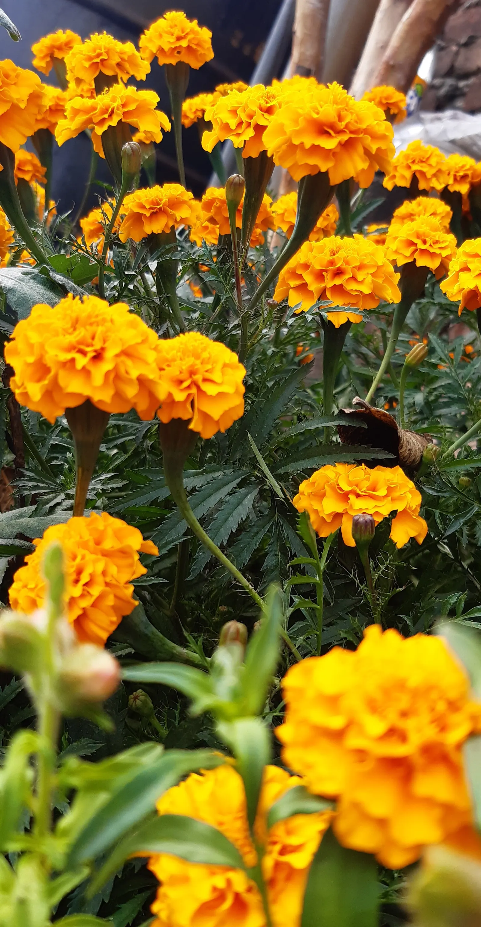 Marigold (Tagetes Hybrids) — annual for full; providing long-lasting beauty and color, image 152
