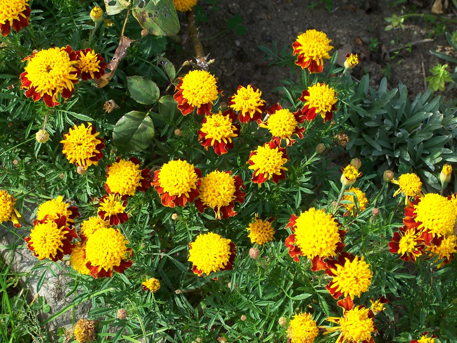 Marigold (Tagetes Hybrids) — Known for pest-repelling properties, they're a practical choice for organic gardeners; marigold (Tagetes hybrids) is a, image 137