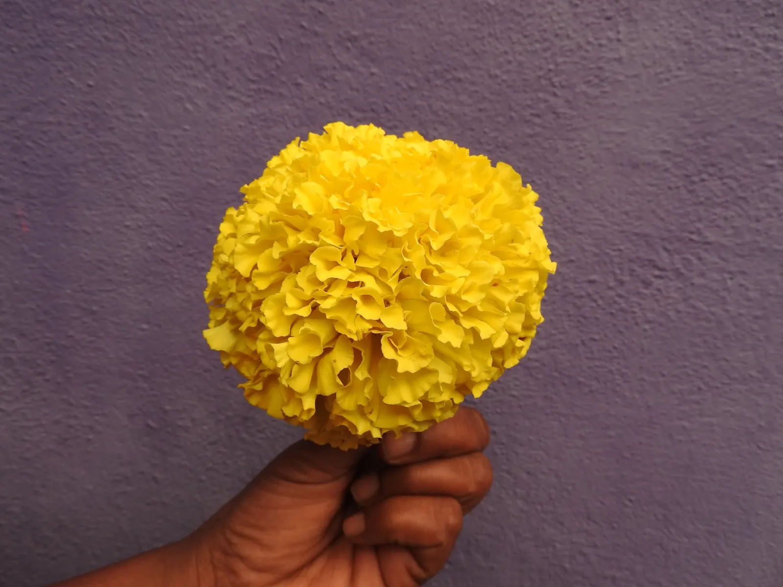Marigold (Tagetes Hybrids) — gold and yellow flowers in the garden; common heights range from 6 to 24 inches, appealing for borders, beds, and, image 150