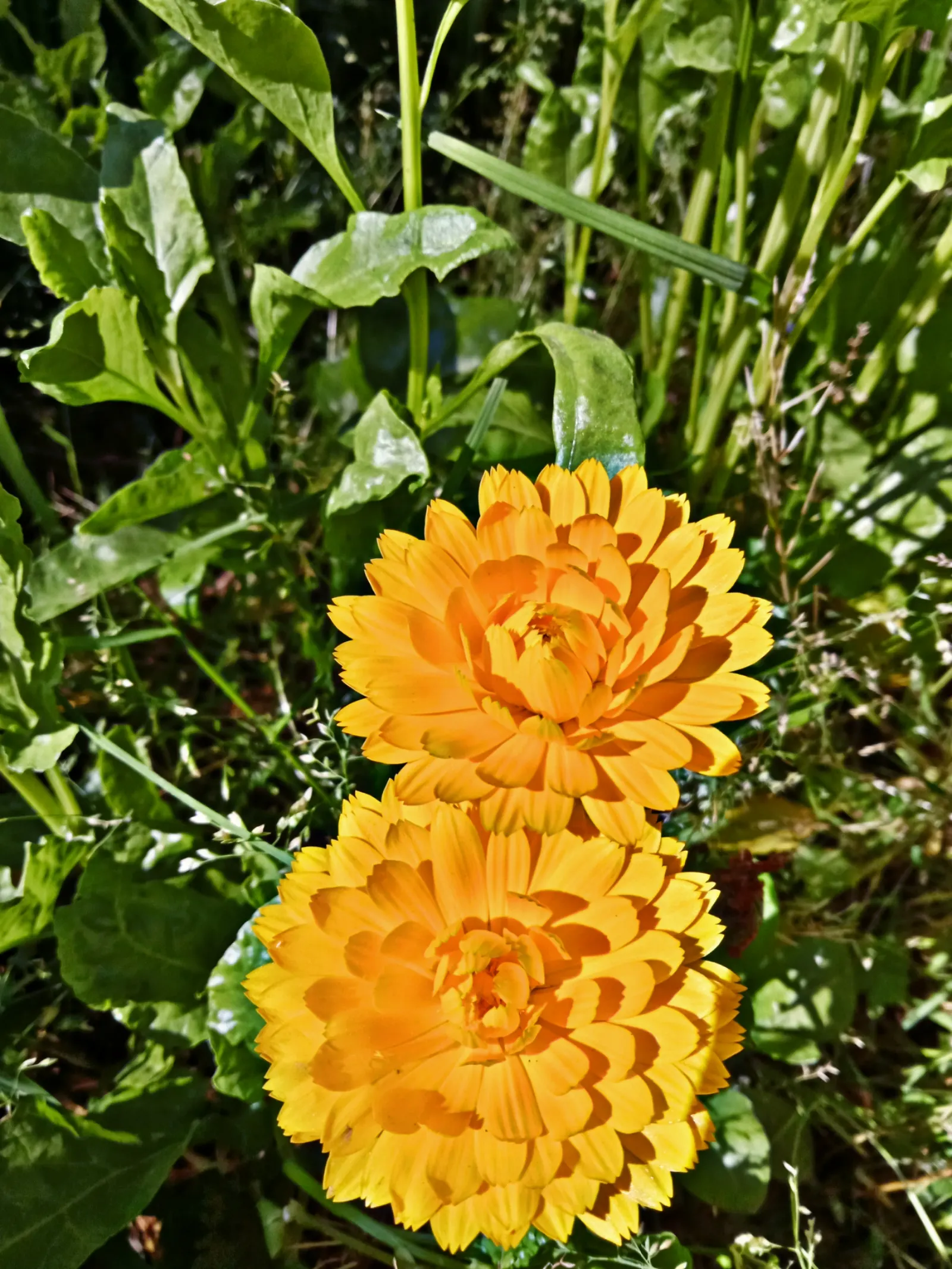 Marigold (Tagetes Hybrids) — ensuring ample airflow to deter mildew and promote healthy growth; annual for full, image 90