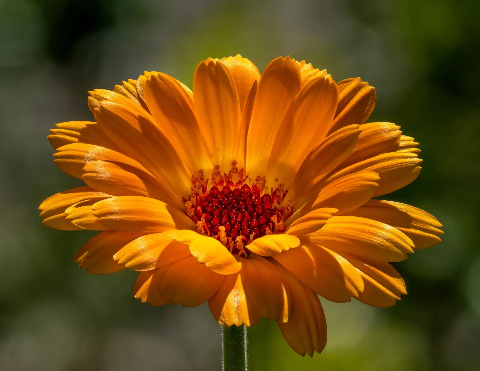 Marigold (Tagetes Hybrids) — and can spread approximately 6 to 24 inches wide; these robust plants prefer full sun and well-drained soil, blooming, image 104