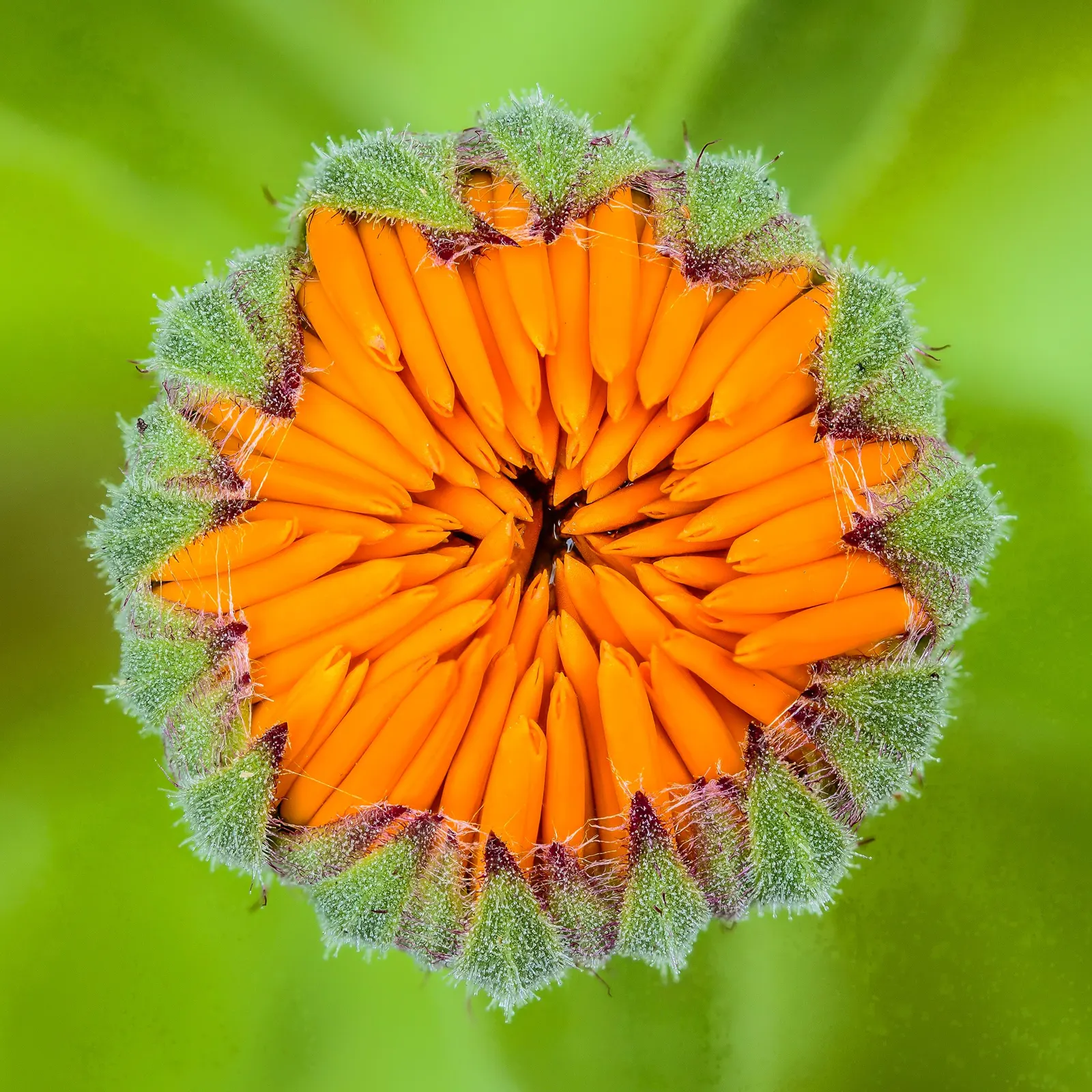 Marigold (Tagetes Hybrids) — These robust plants are renowned for their vivid yellow, orange, and deep red flowers; marigolds generally range in, image 83