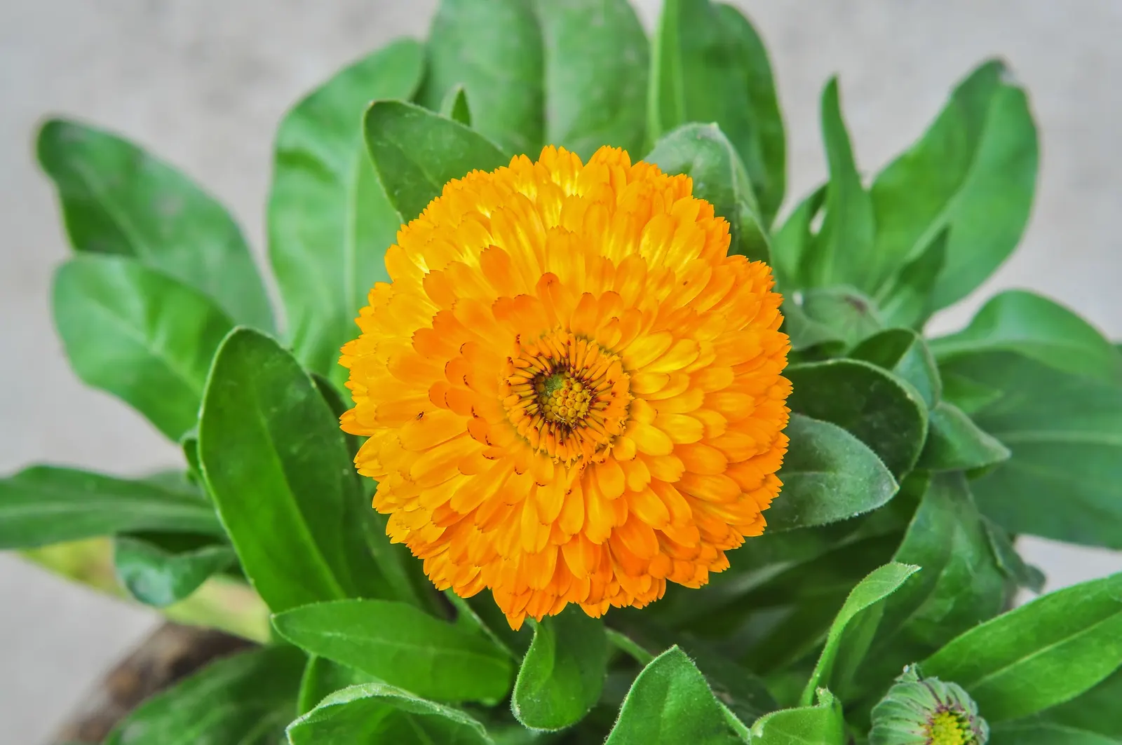 Marigold (Tagetes Hybrids) — Marigolds generally range in height from a modest 6 inches to an imposing 18 inches; their pungent scent is a natural, image 160