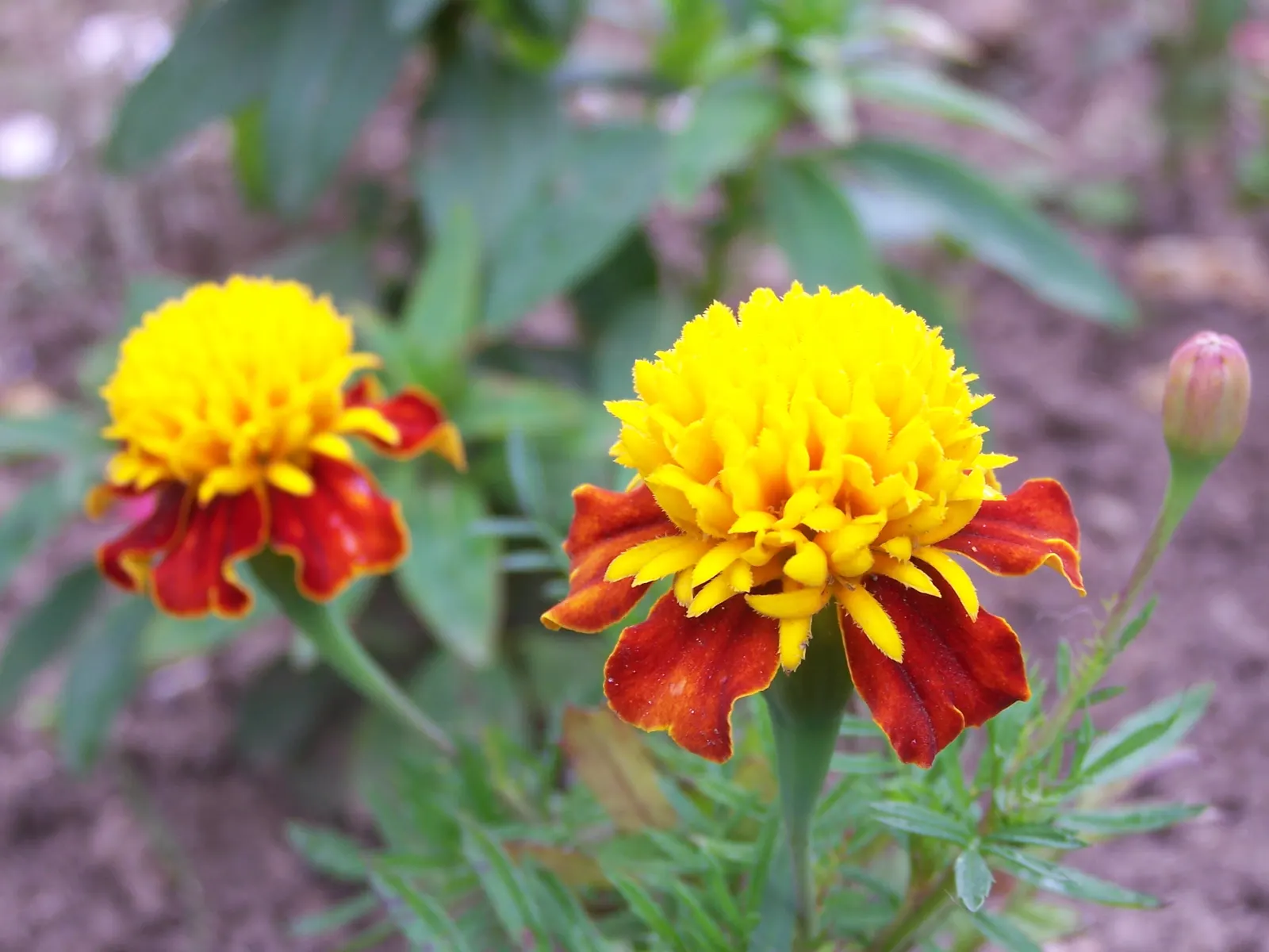 Marigold (Tagetes Hybrids) — These robust plants prefer full sun and well-drained soil, blooming from late spring until frost; annual with gold and, image 136